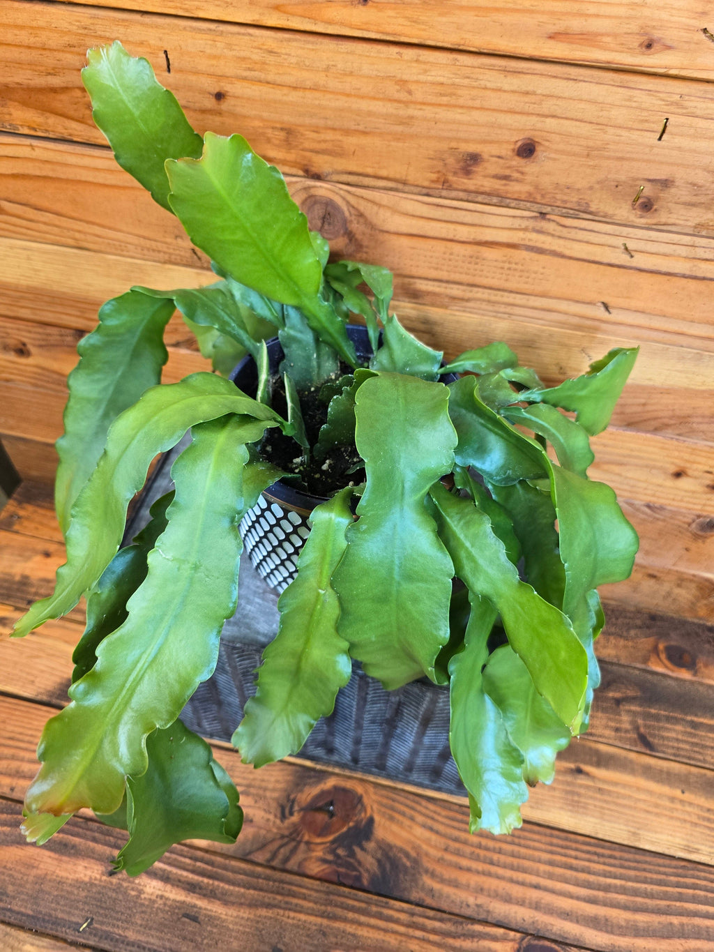 Epiphyllum Anguliger Beavertail Orchid Cactus, 6" Plant