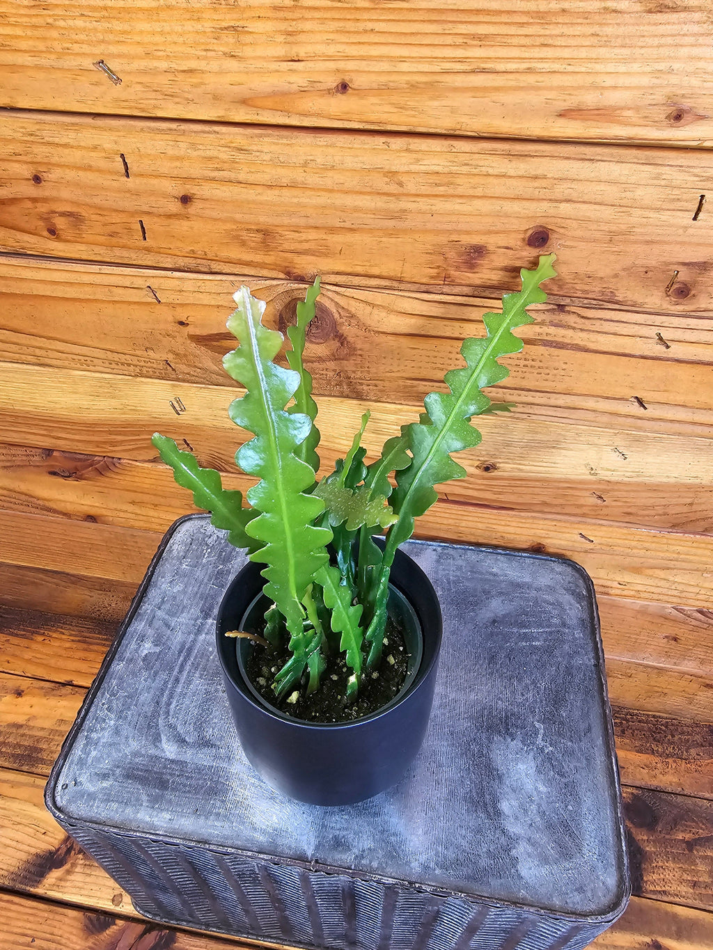 Epiphyllum Anguliger Ric Rac Cactus, 4" Plant