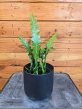 Epiphyllum Anguliger Ric Rac Cactus, 4" Plant