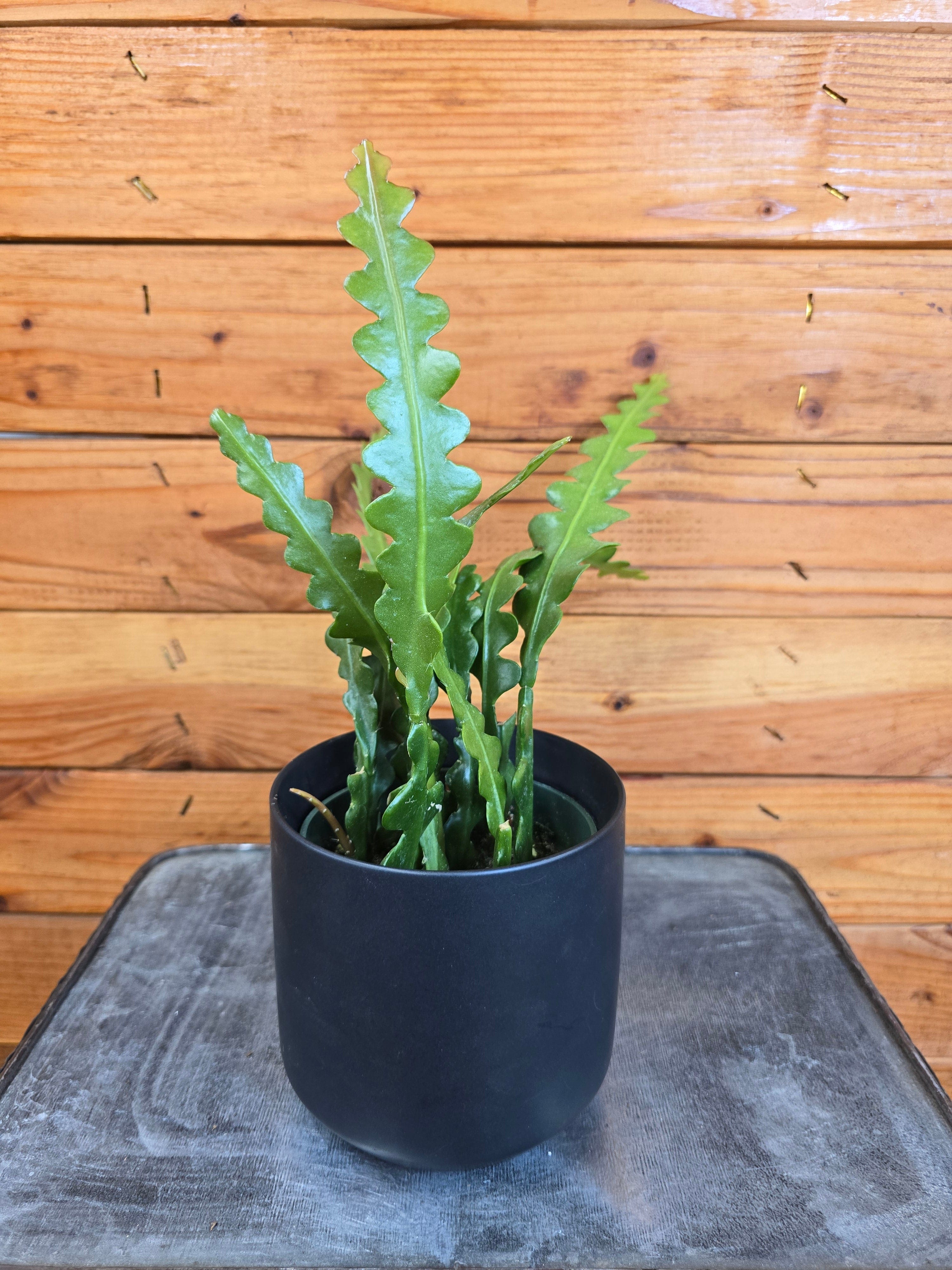 Epiphyllum Anguliger Ric Rac Cactus, 4" Plant