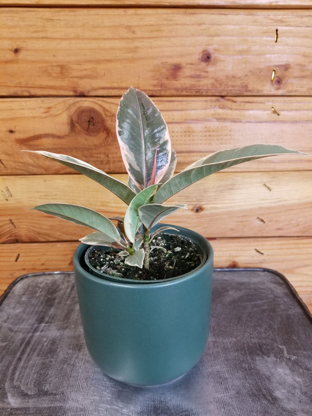 Ficus Tineke, 4" Plant