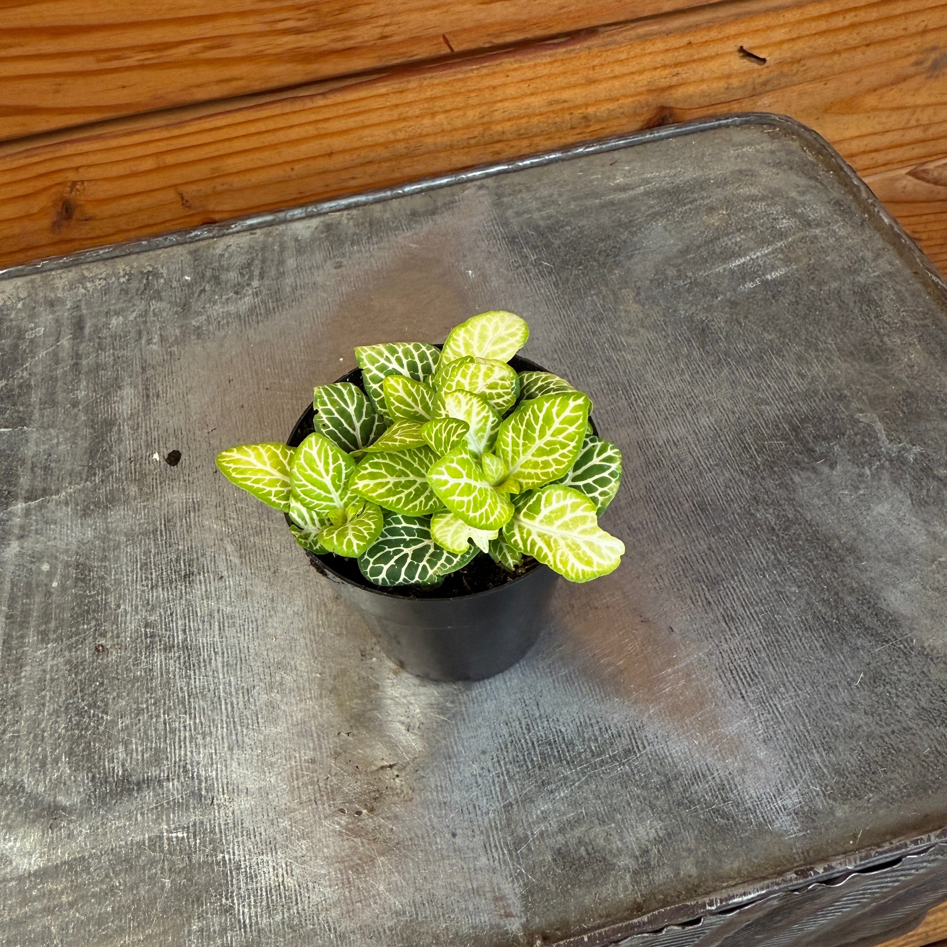 Fittonia Joly Lemon, 2" Plant