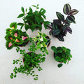 Foliage Gift Box, 9 Pack