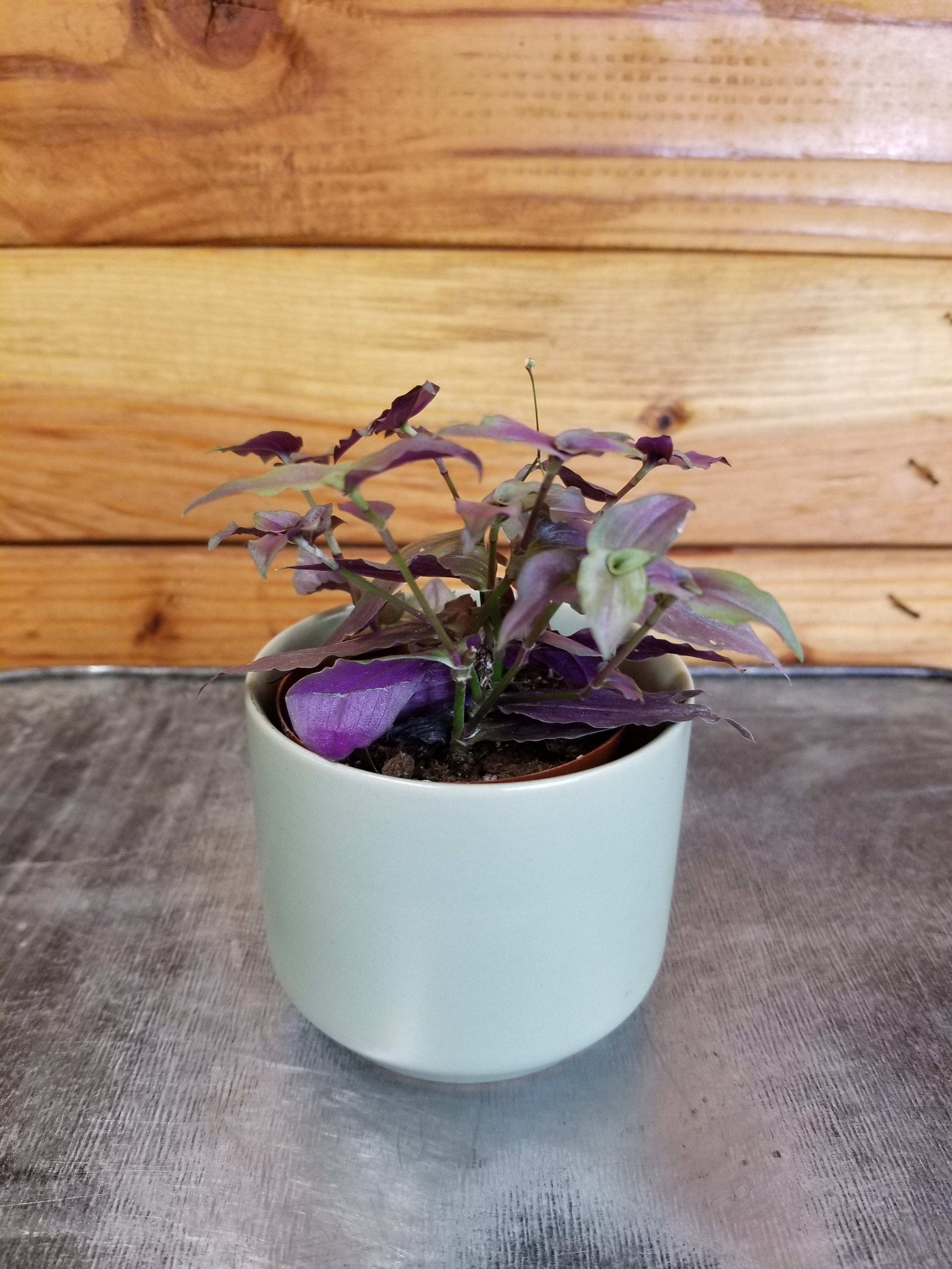 Gibasis Tahitian Purple Bridal Veil, 2" Plant
