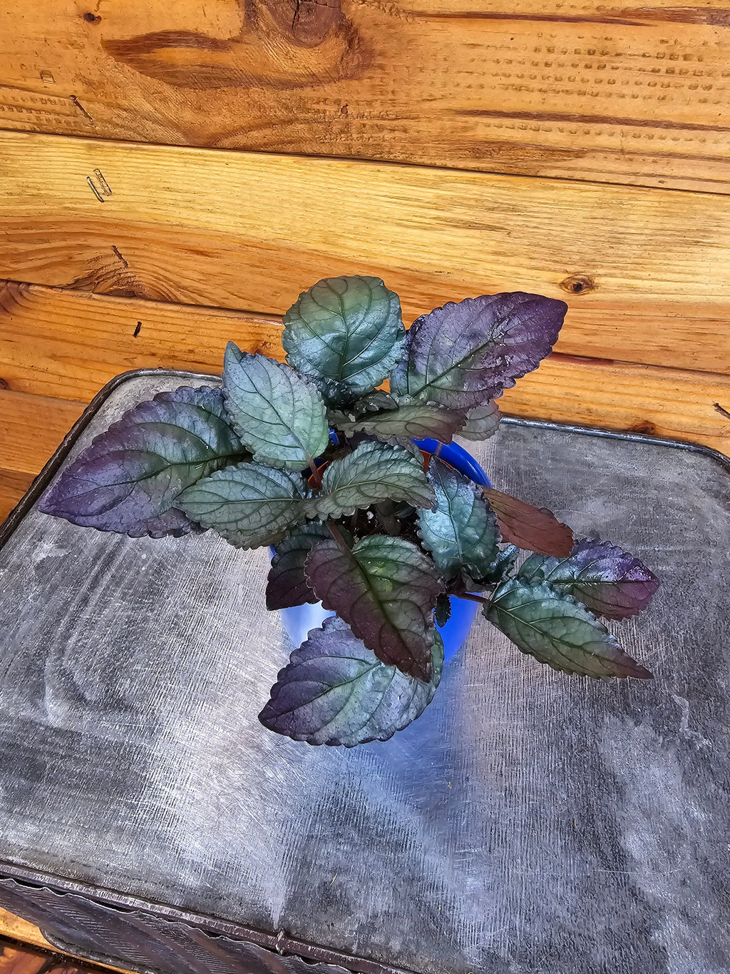 Hemigraphis Silver Queen, 2" Plant