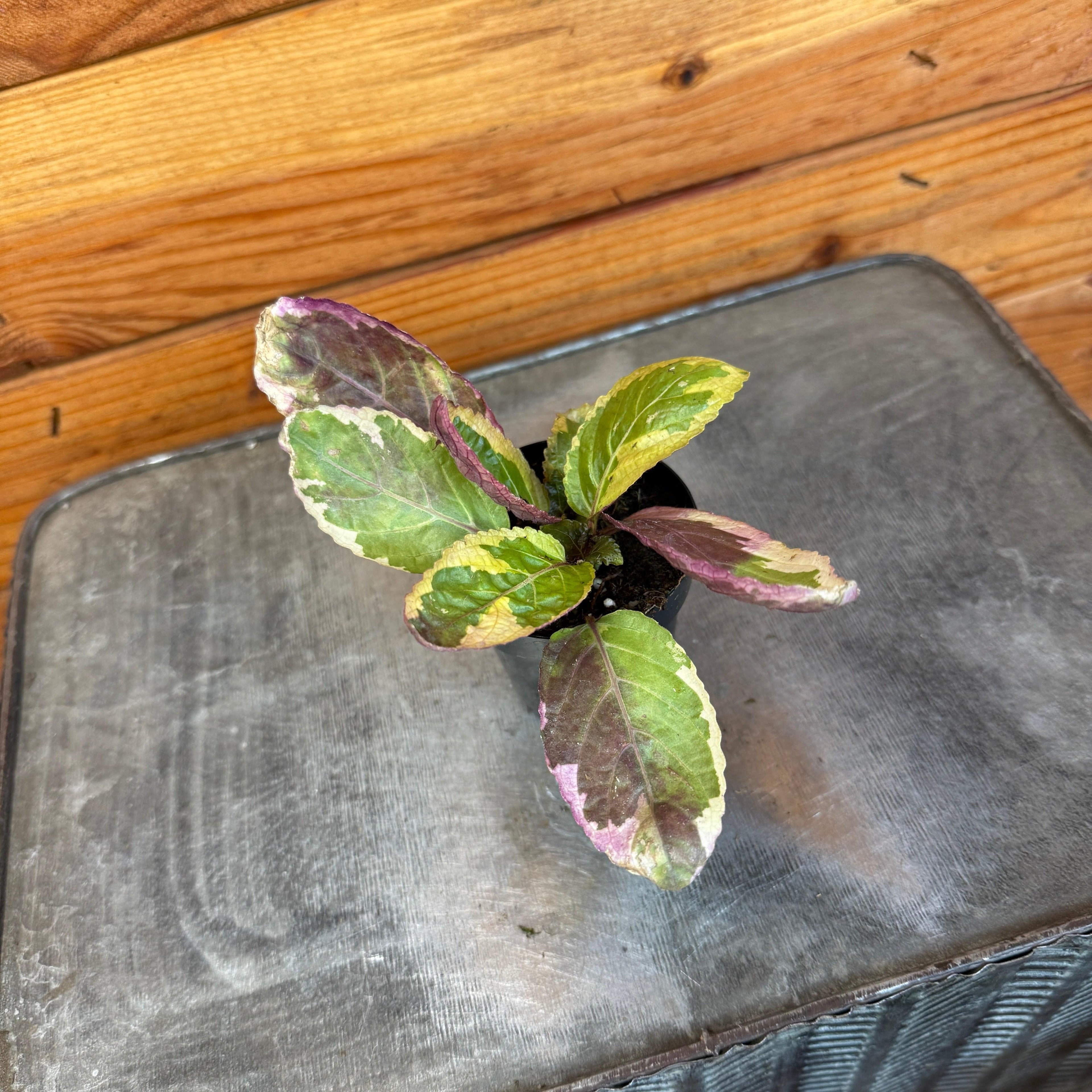 Hemigraphis Variegated Waffle, 2" Plant