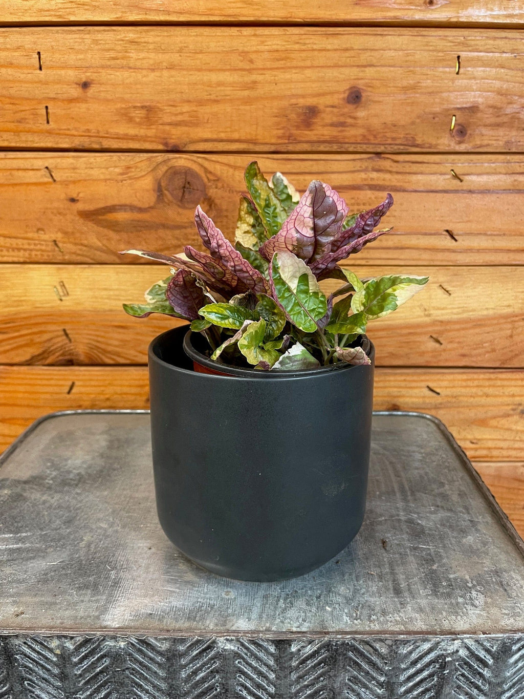 Hemigraphis Variegated Waffle, 4" Plant