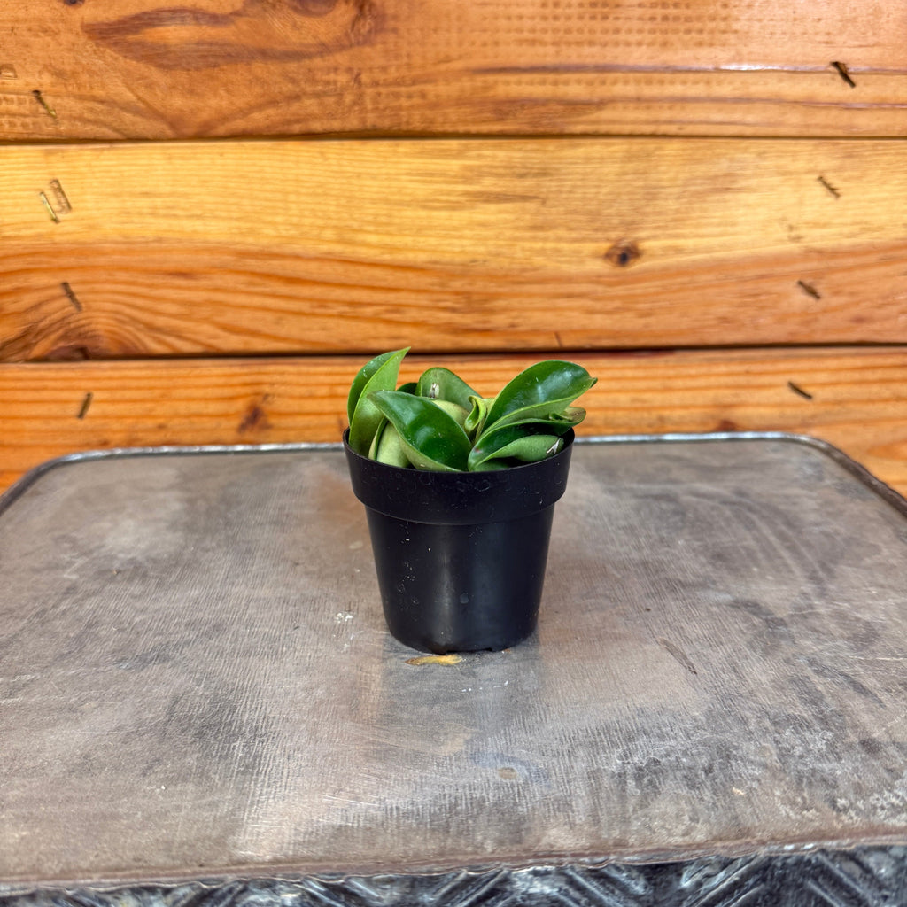 Hoya Compacta, 2" Plant