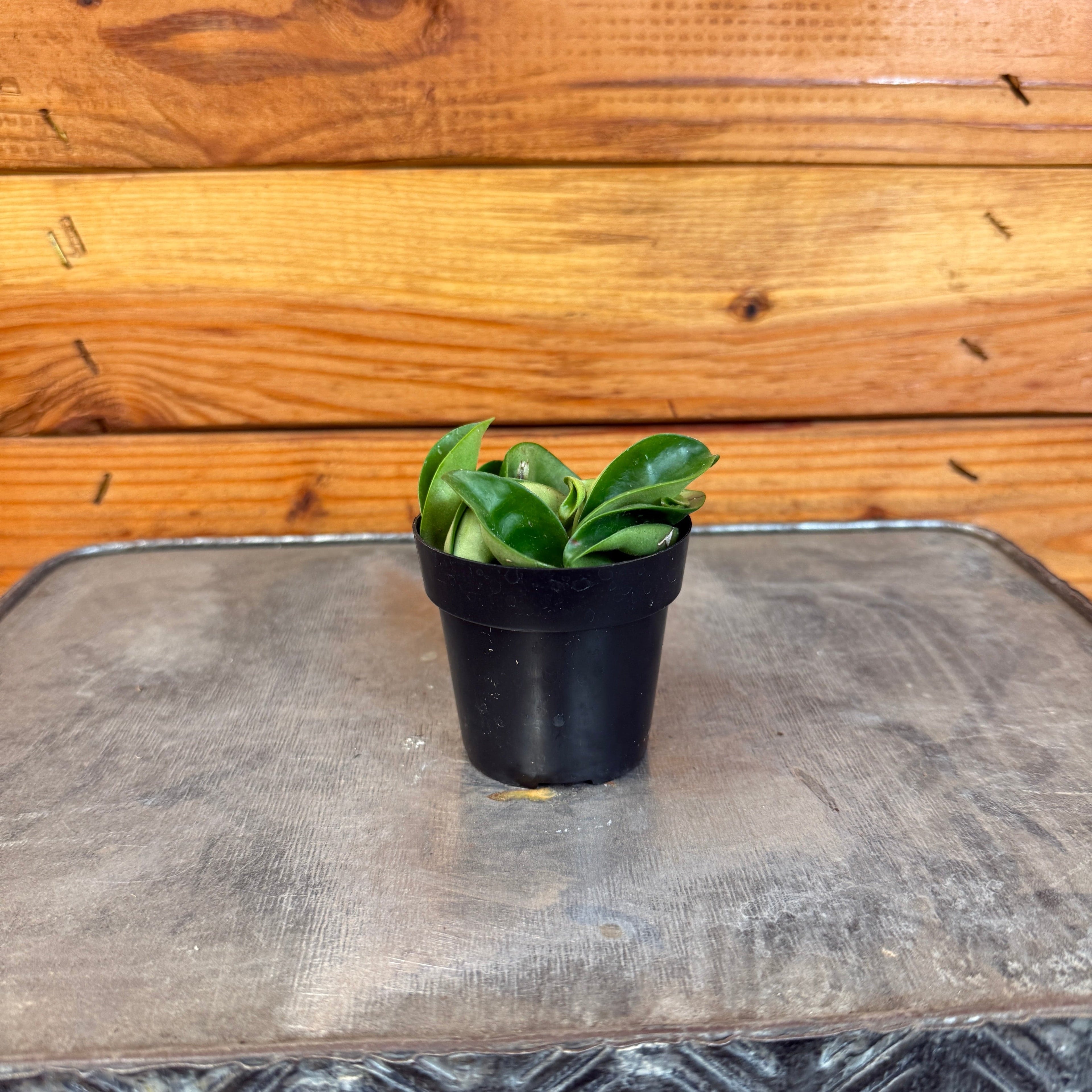 Hoya Compacta, 2" Plant