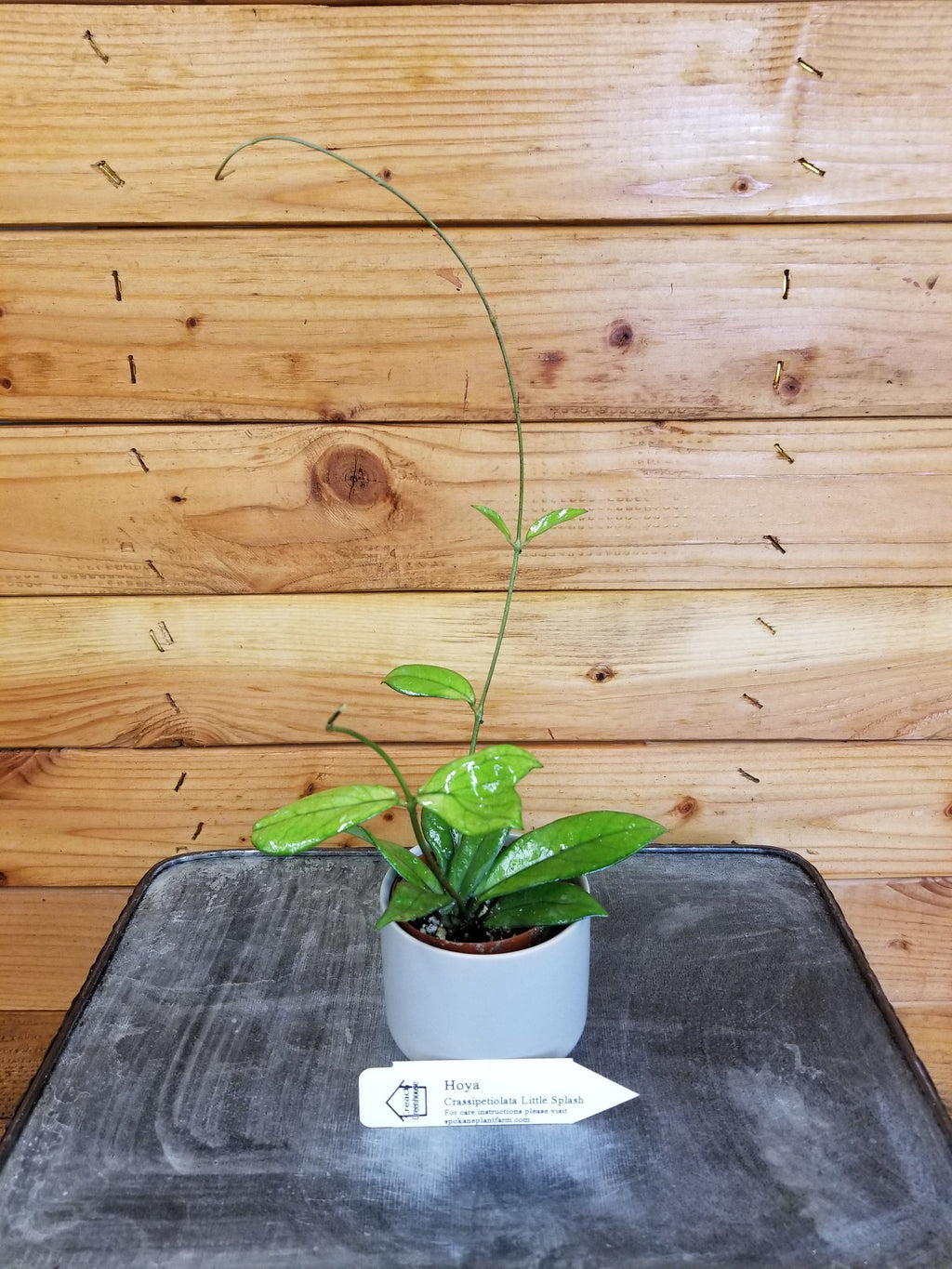 Hoya Crassipetiolata Little Splash, 2" Plant