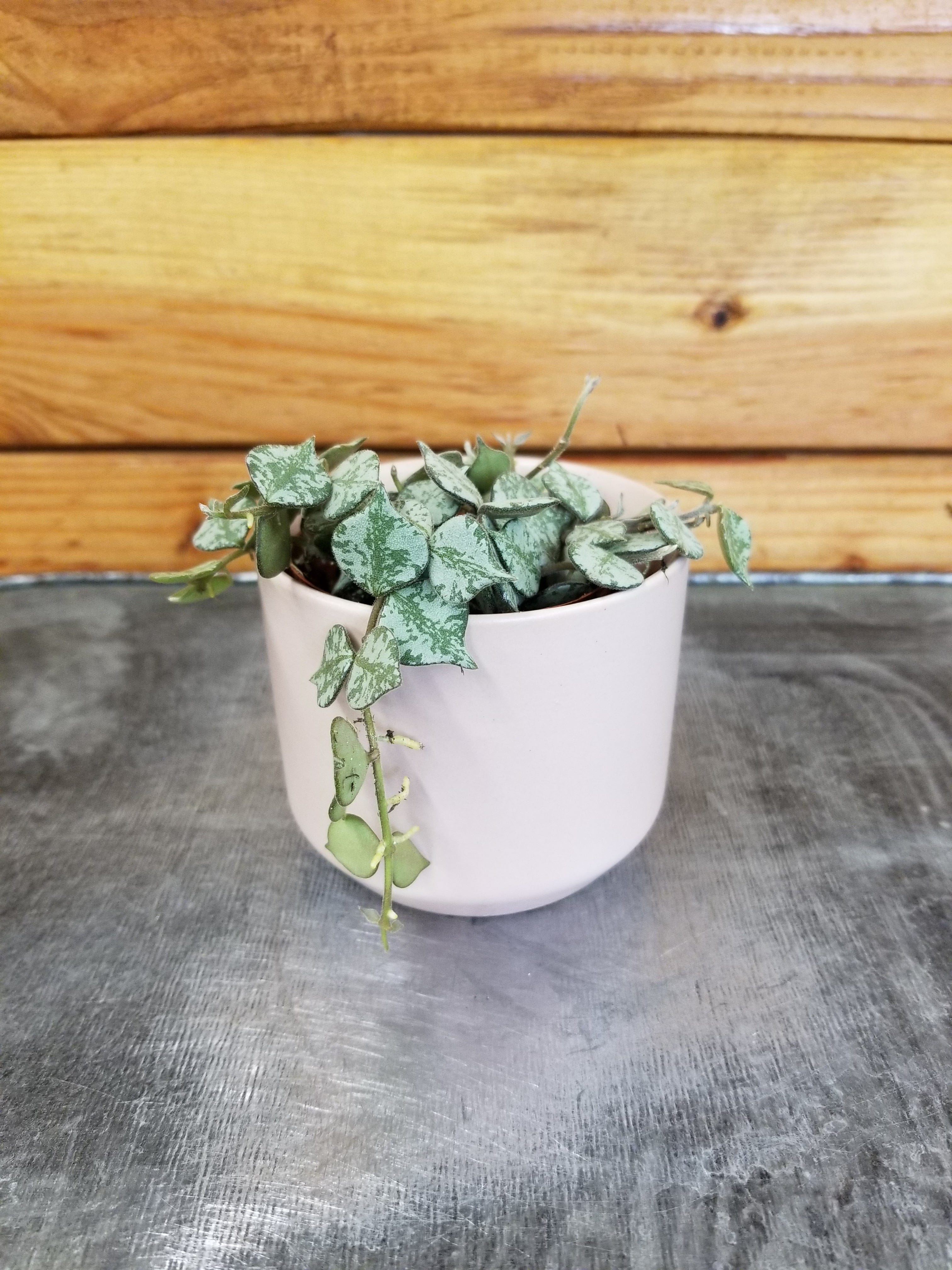 Hoya Curtisii, 2" Plant