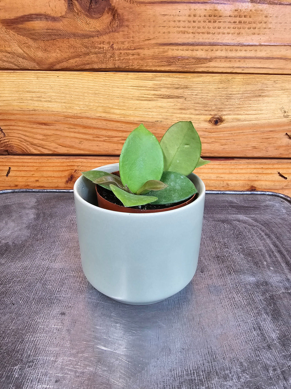 Hoya CV Chouke, 2" Plant