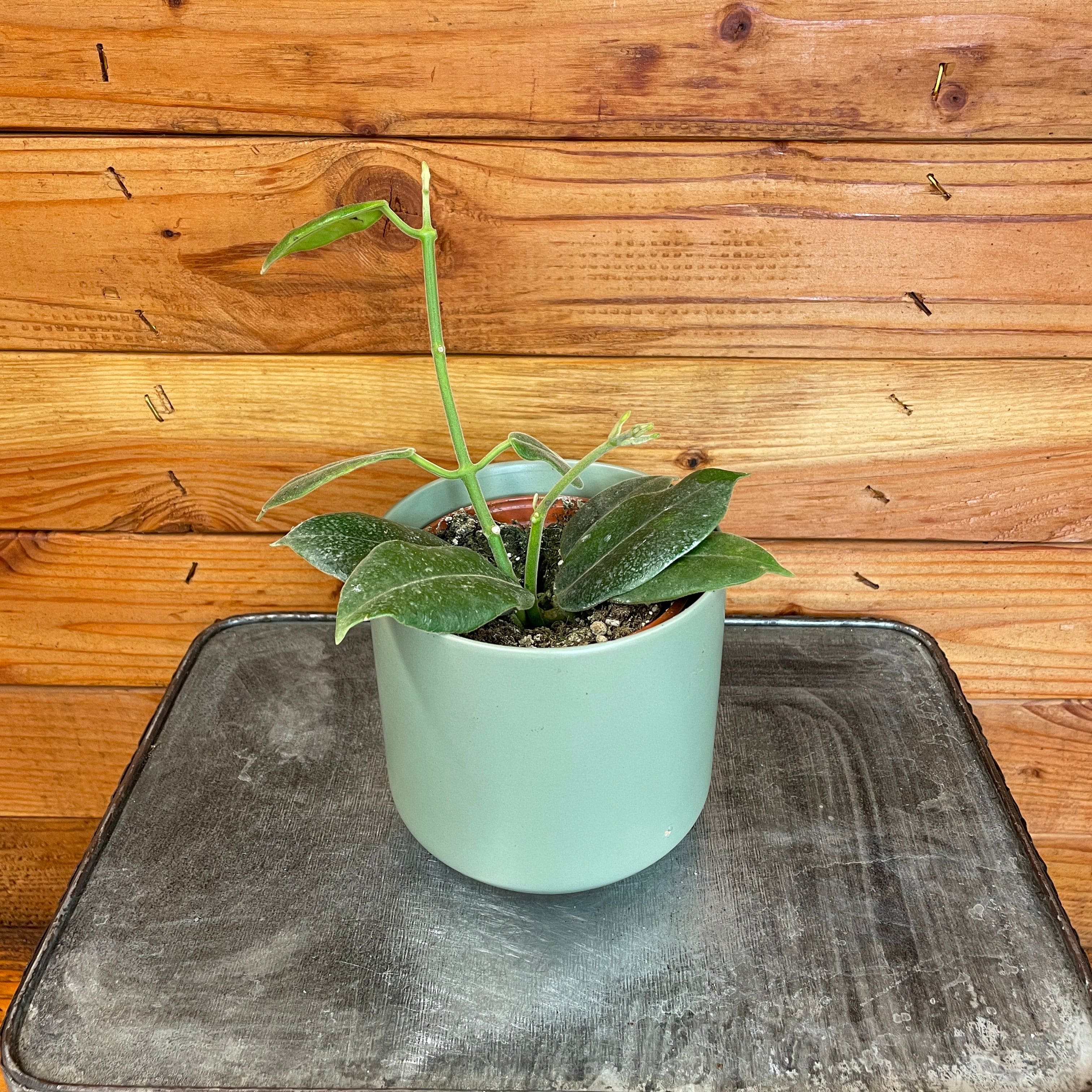 Hoya CV Optimistic, 4" Plant