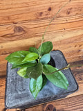 Hoya Pubicalyx x Fungii, 4" Plant