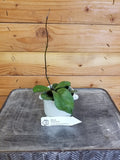 Hoya Hainanensis, 2" Plant