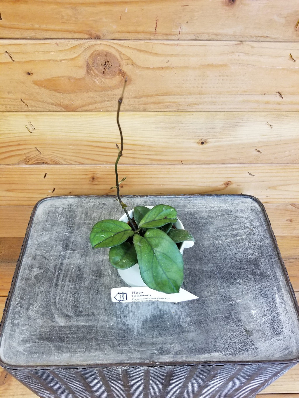 Hoya Hainanensis, 2" Plant