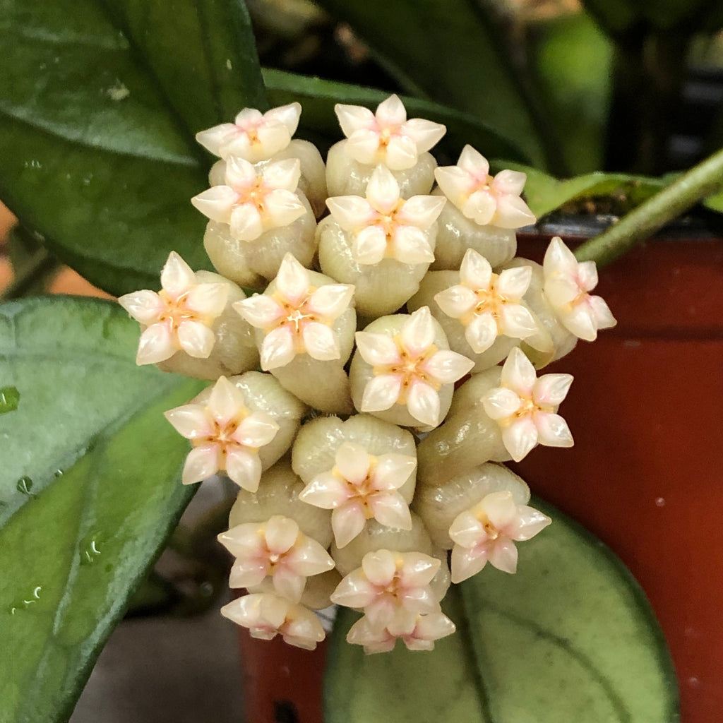 Hoya Hainanensis, 2" Plant