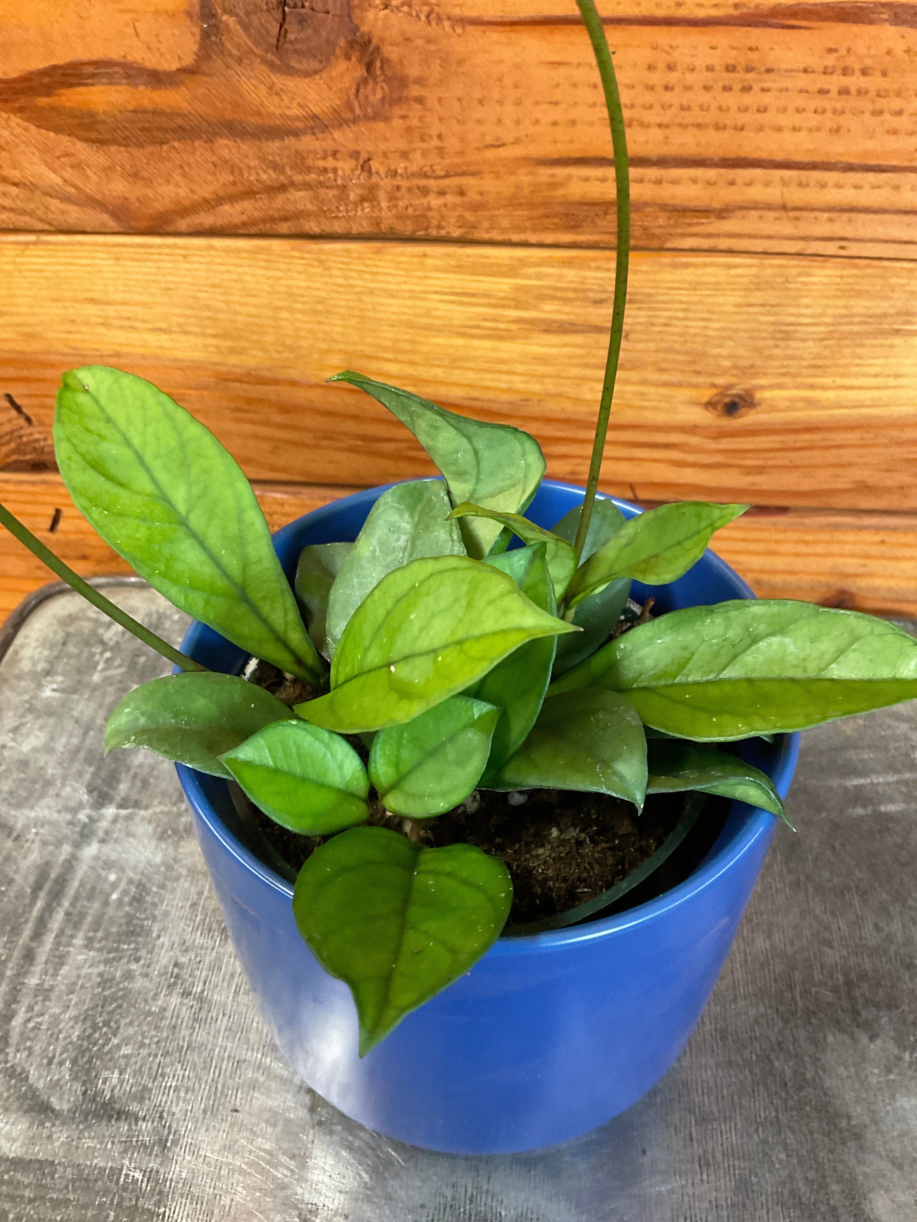 Hoya Hainanensis, 4" Plant