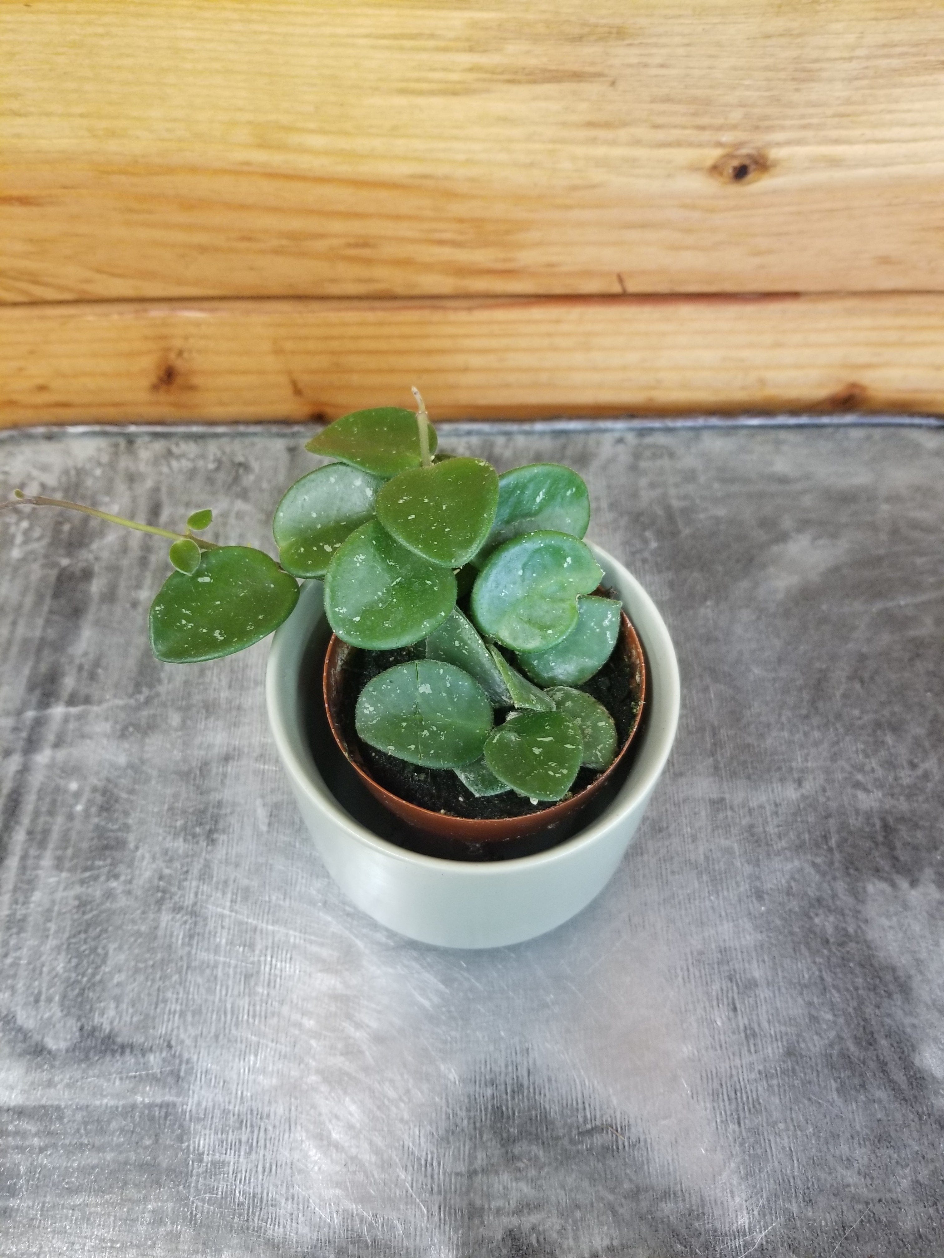 Hoya Mathilde, 2" Plant