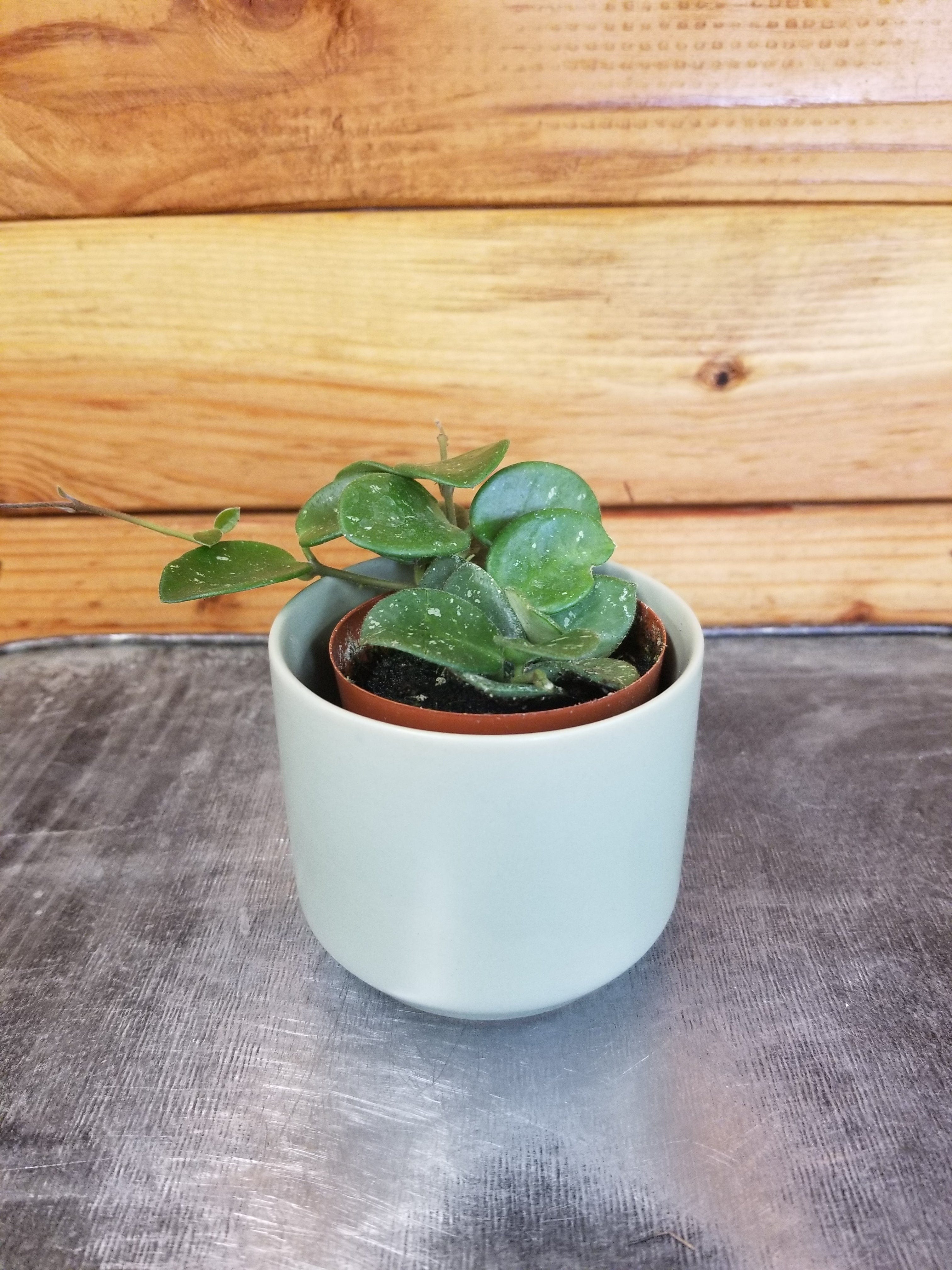 Hoya Mathilde, 2" Plant