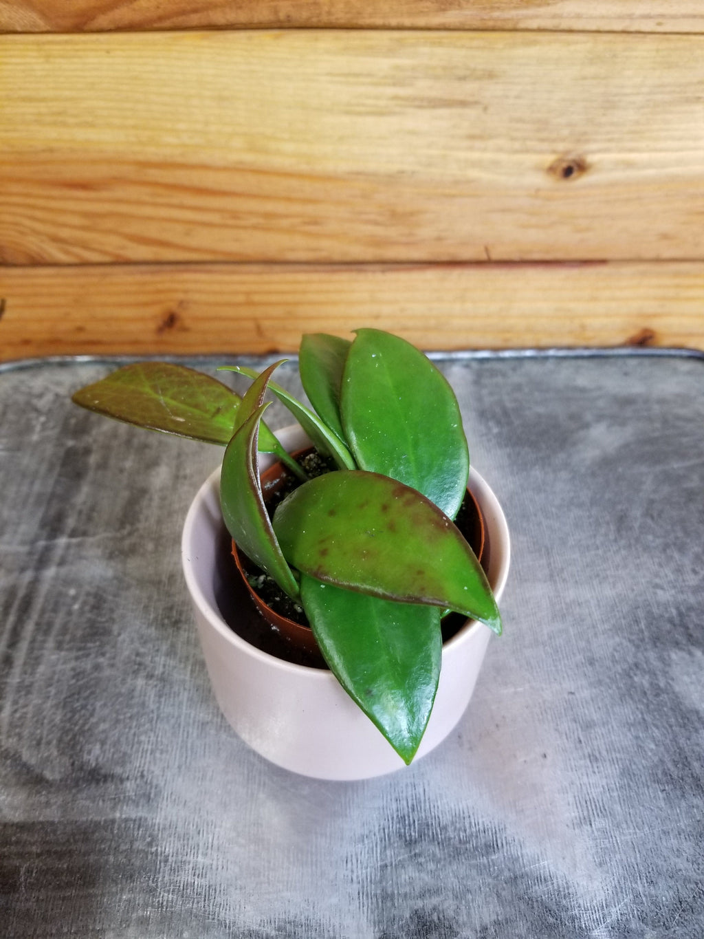 Hoya Minahassae, 2" Plant