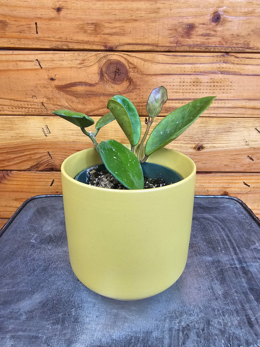 Hoya Obovata, 4" Plant