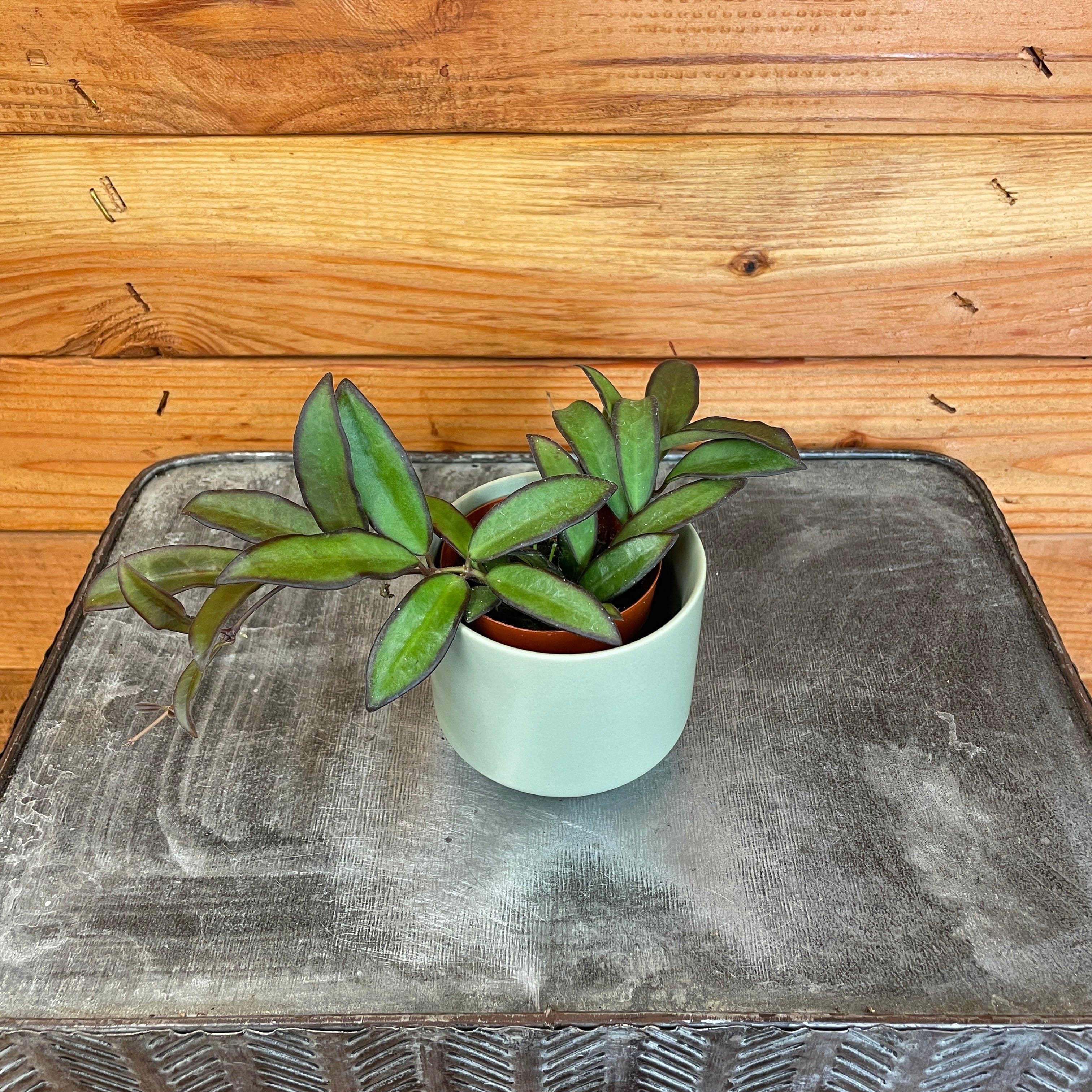 Hoya Rosita, 2" Plant