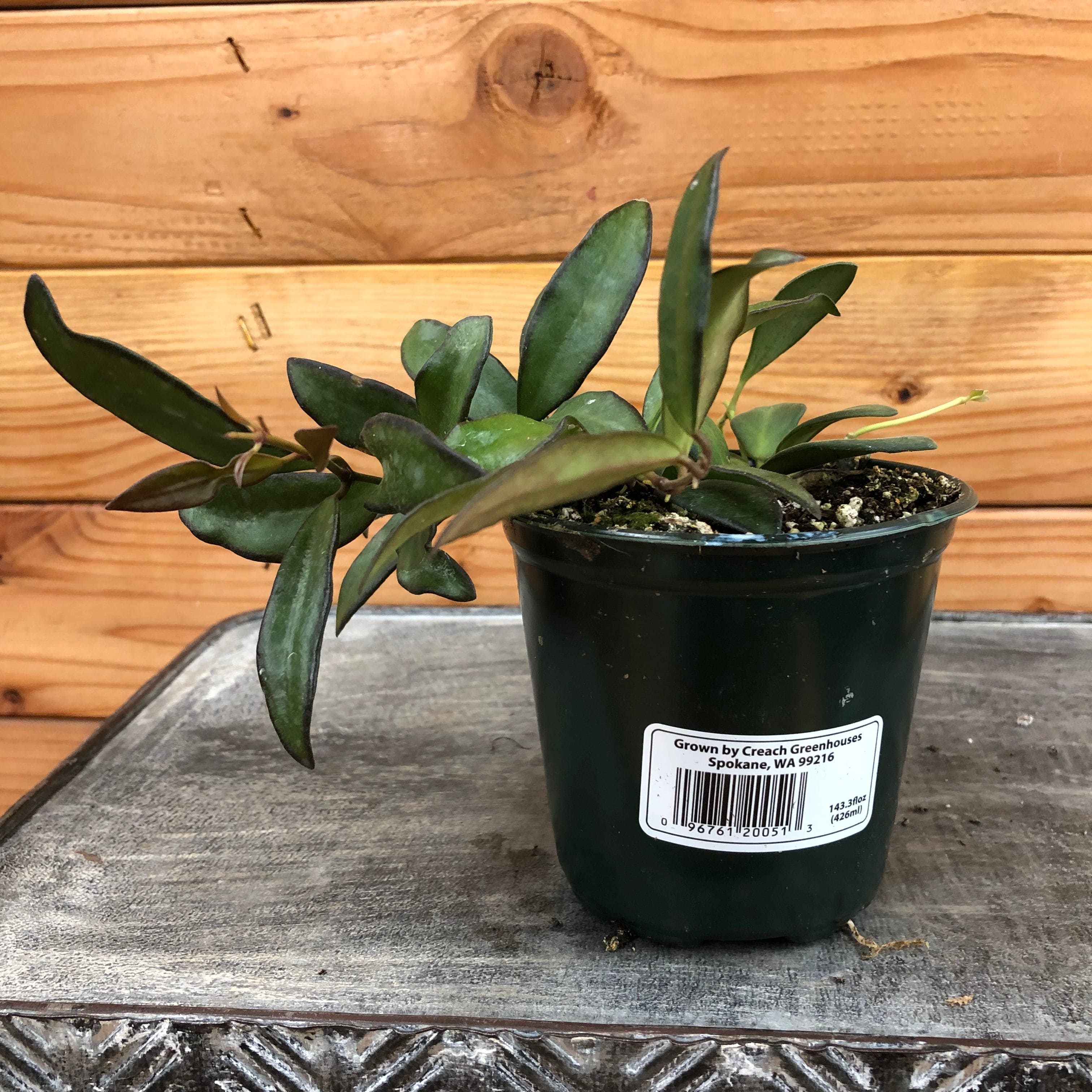 Hoya Rosita, 4" Plant