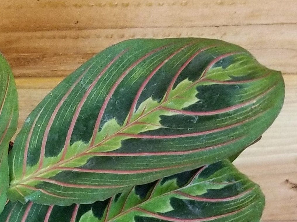 Maranta Leuconeura Red, 4" Plant