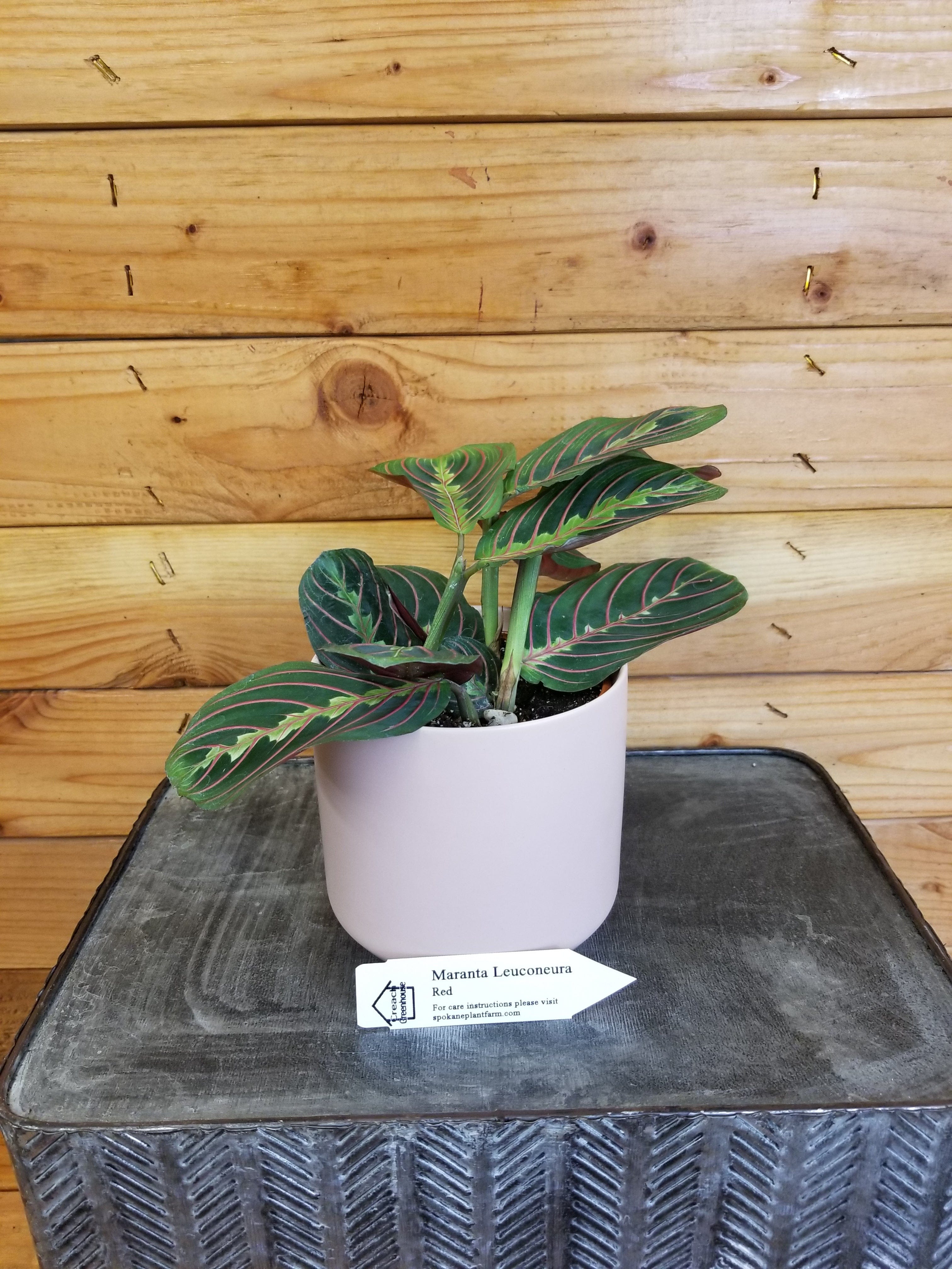 Maranta Leuconeura Red, 4" Plant
