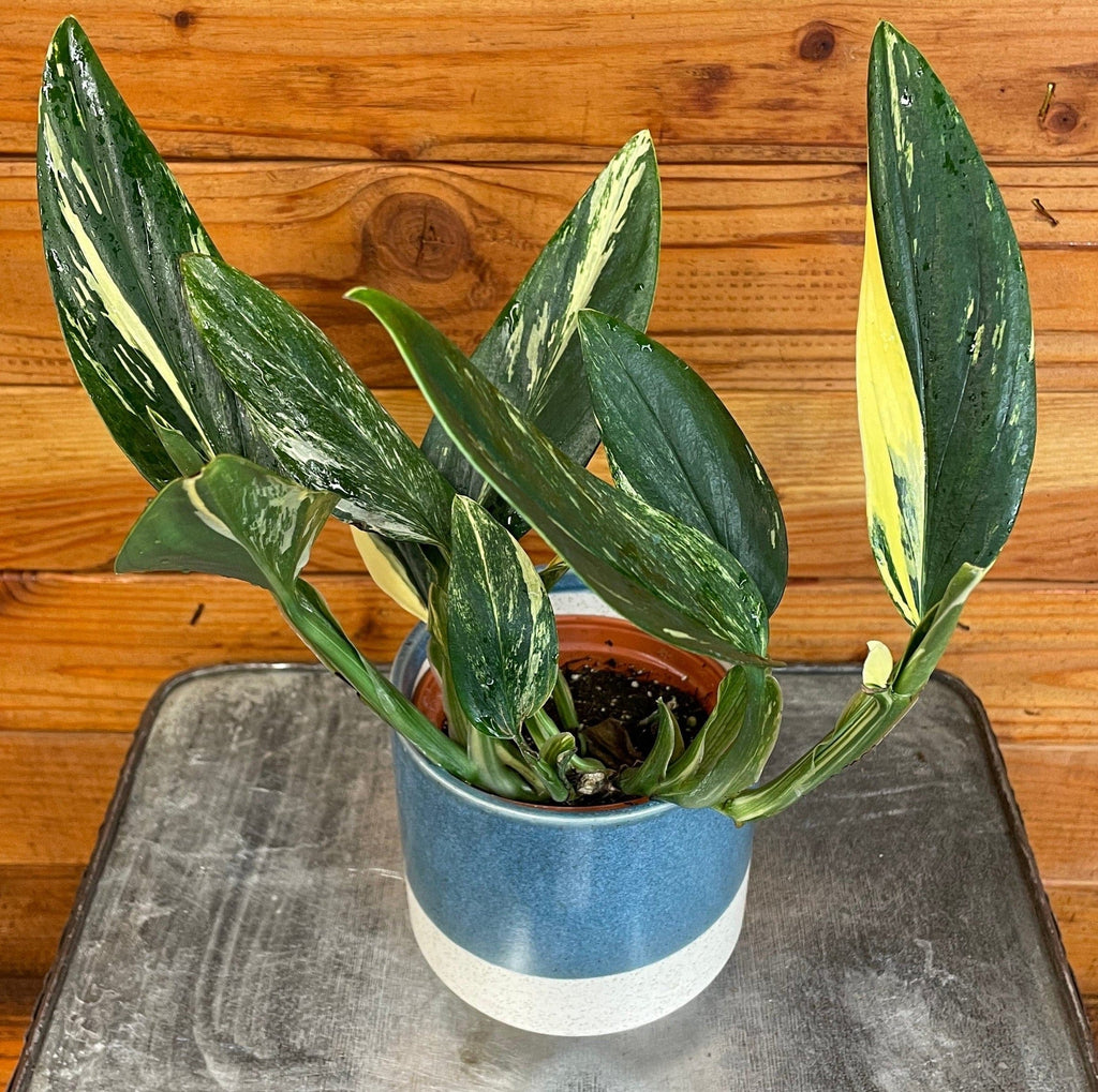 Monstera Standleyana Variegata, 4" Plant