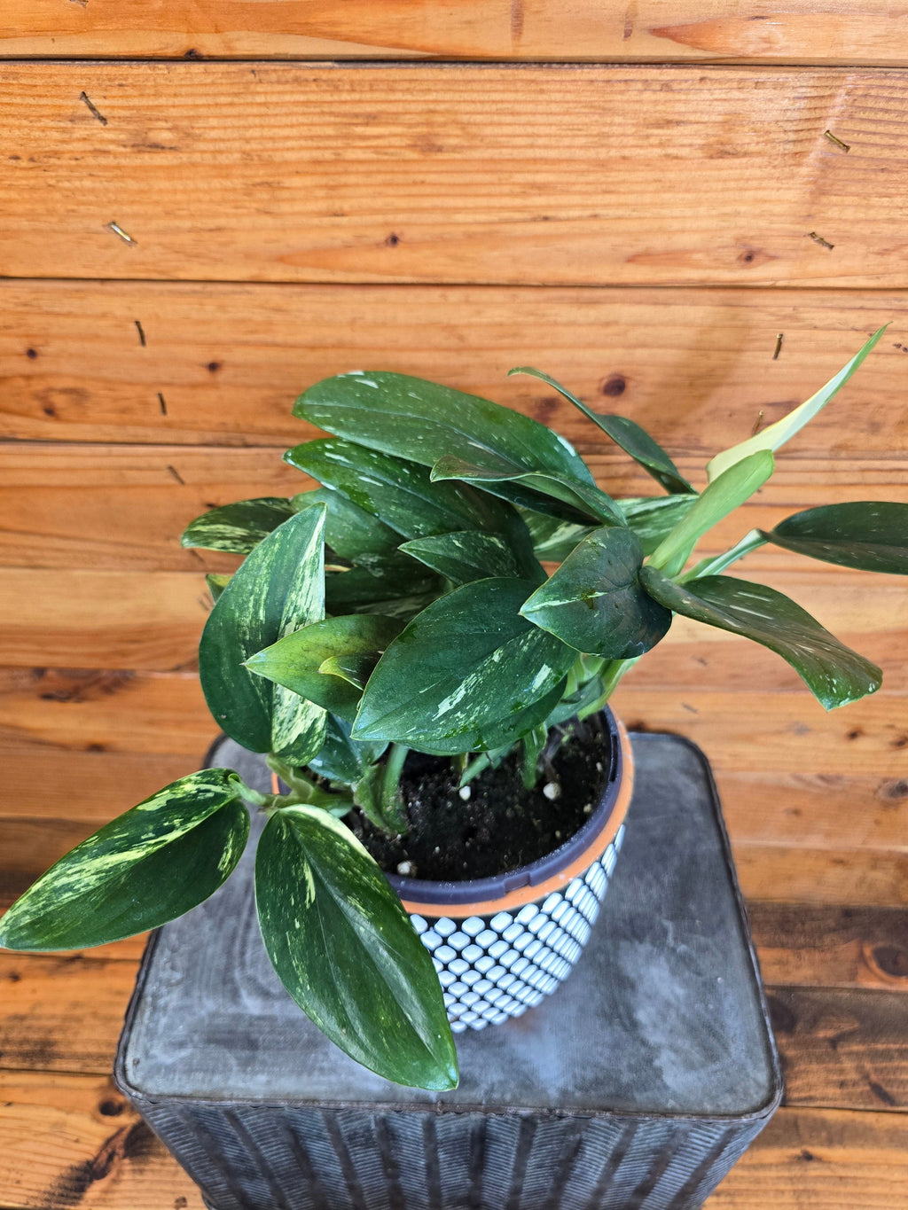 Monstera Standleyana Variegata, 6" Plant