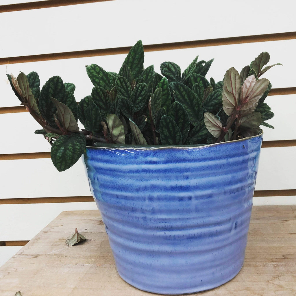 Pellionia Daveauana, 6" Plant