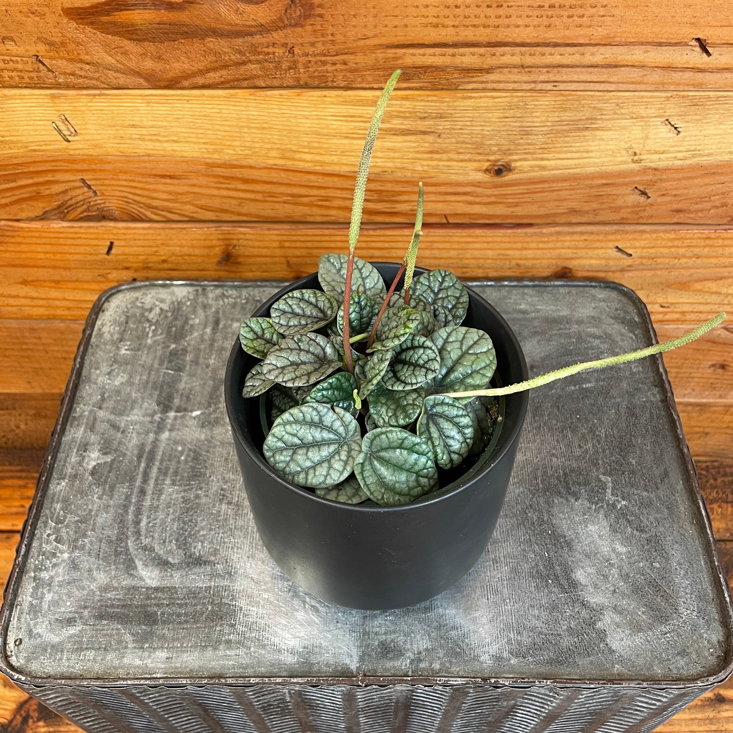 Peperomia Greyhound, 4" Plant
