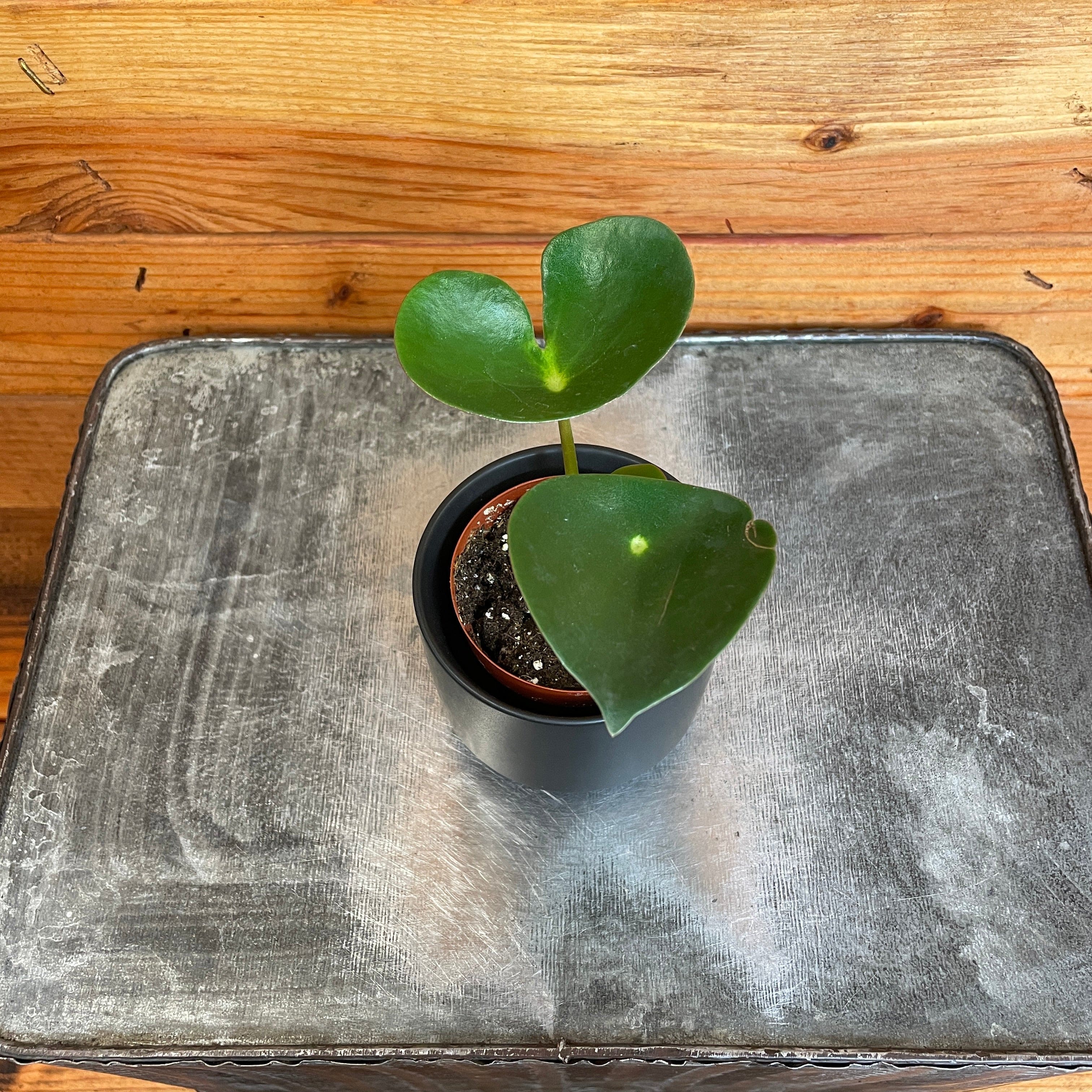 Peperomia Polybotrya Raindrop, 2" Plant