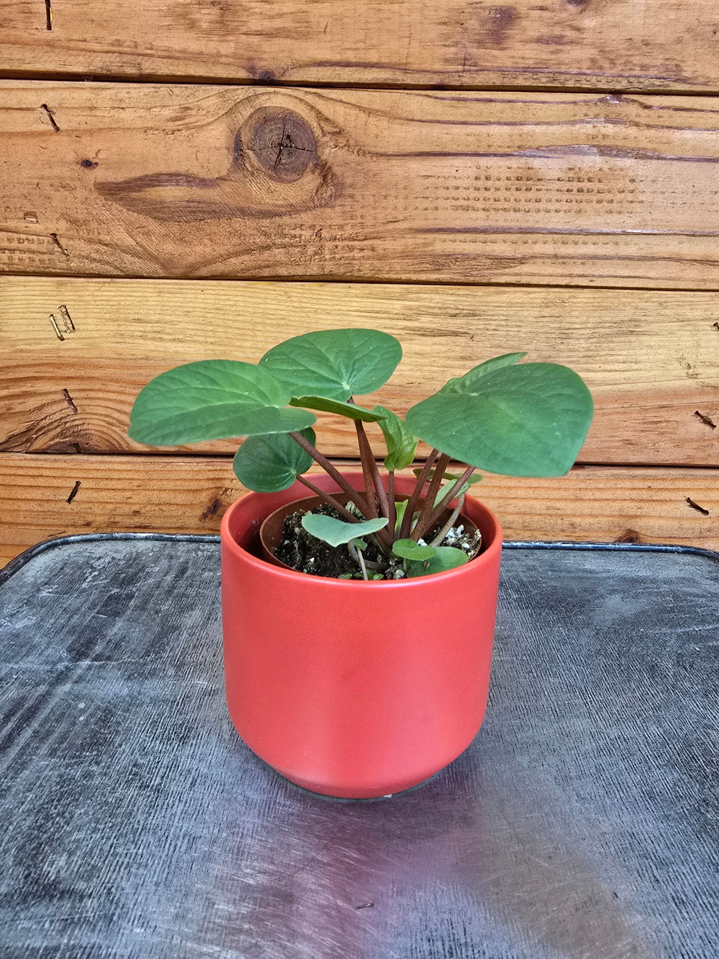 Peperomia Rana Verde, 2" Plant