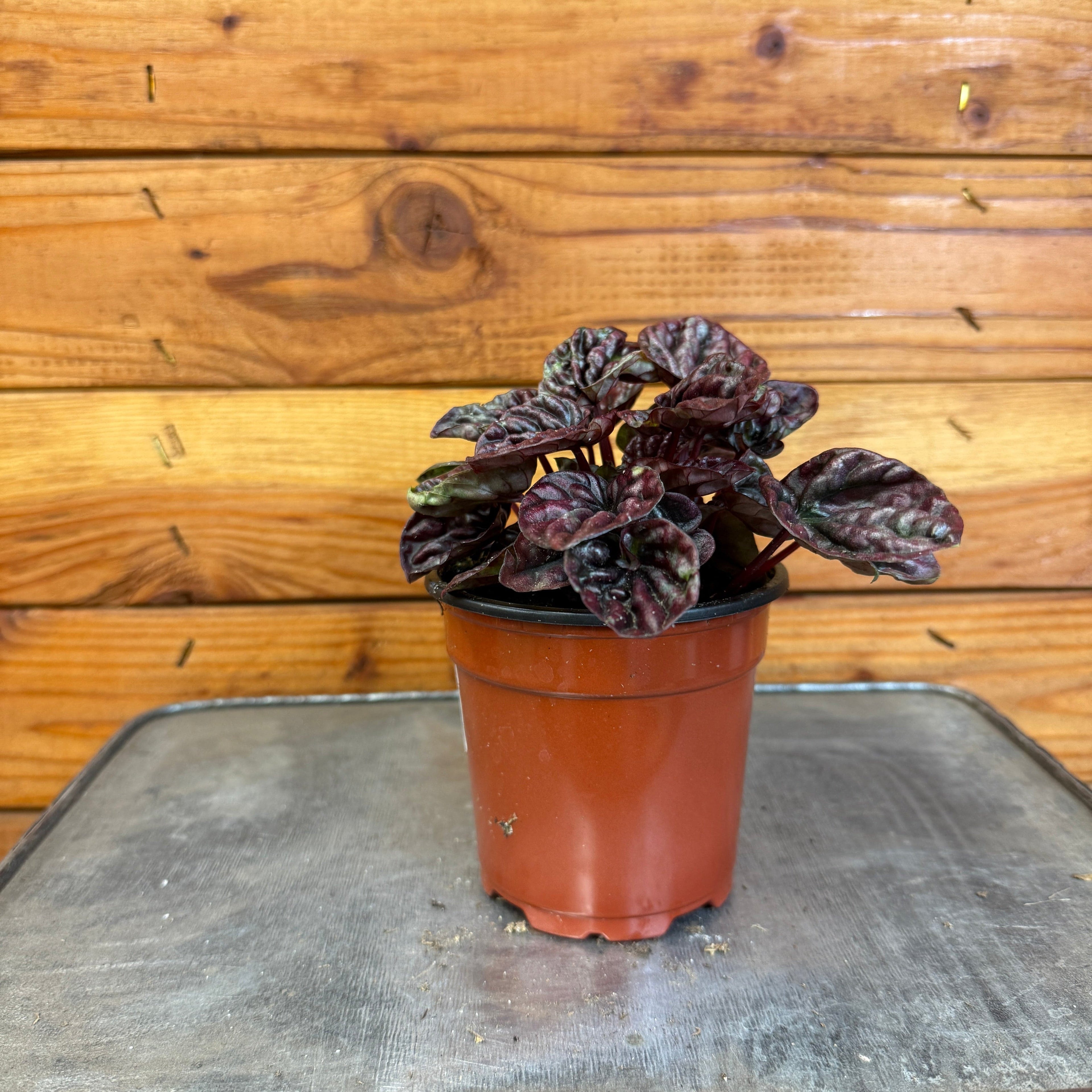 Peperomia Red Luna, 4" Plant
