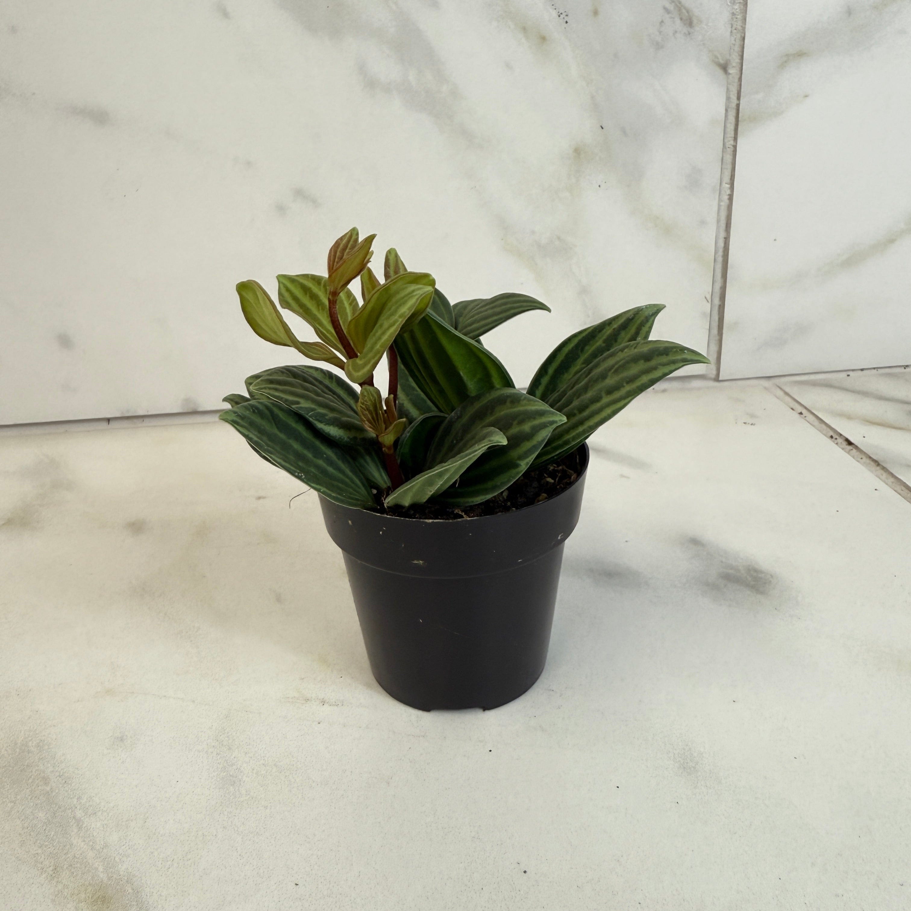 Peperomia Stilt, 2" Plant