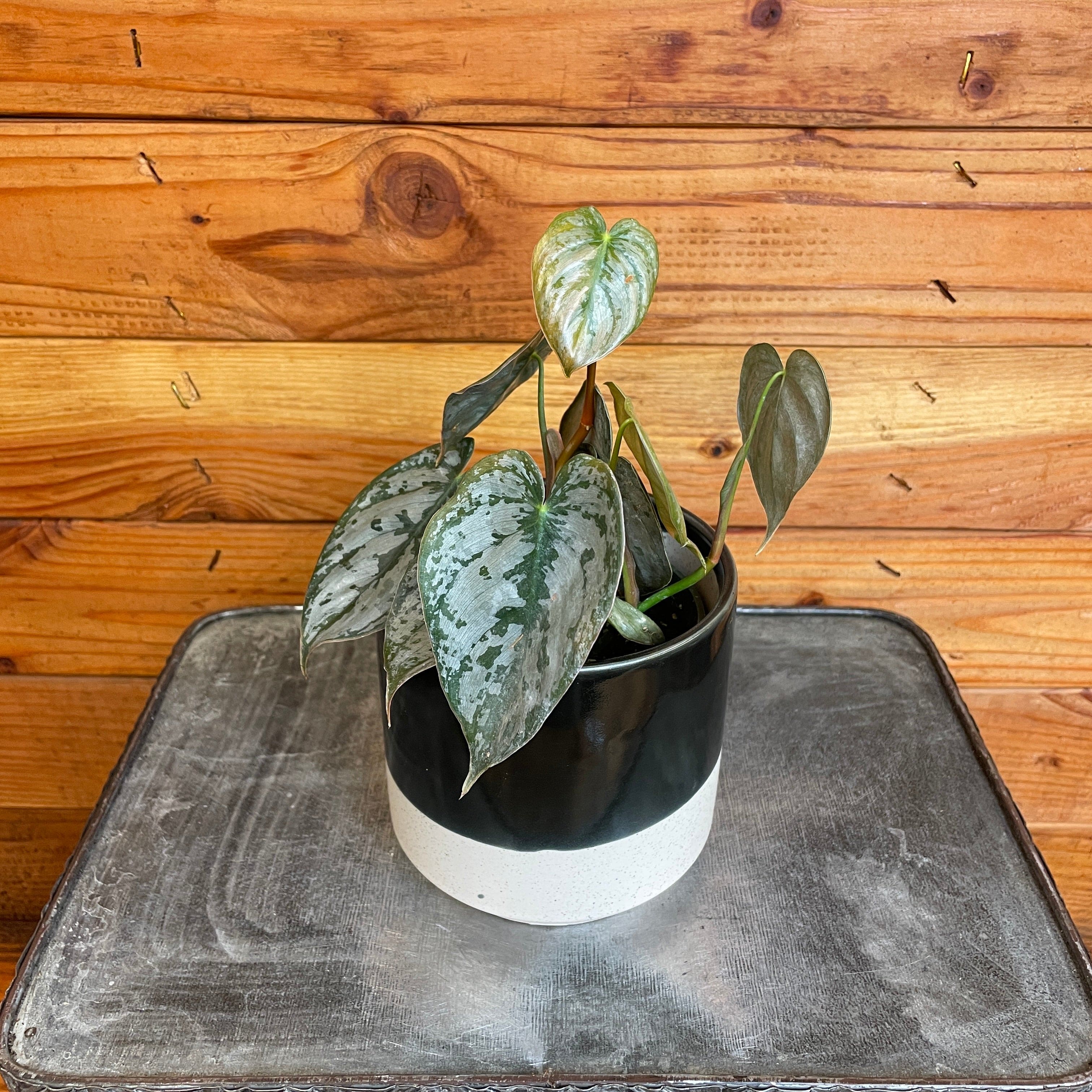 Philodendron Brandtianum, 4" Plant