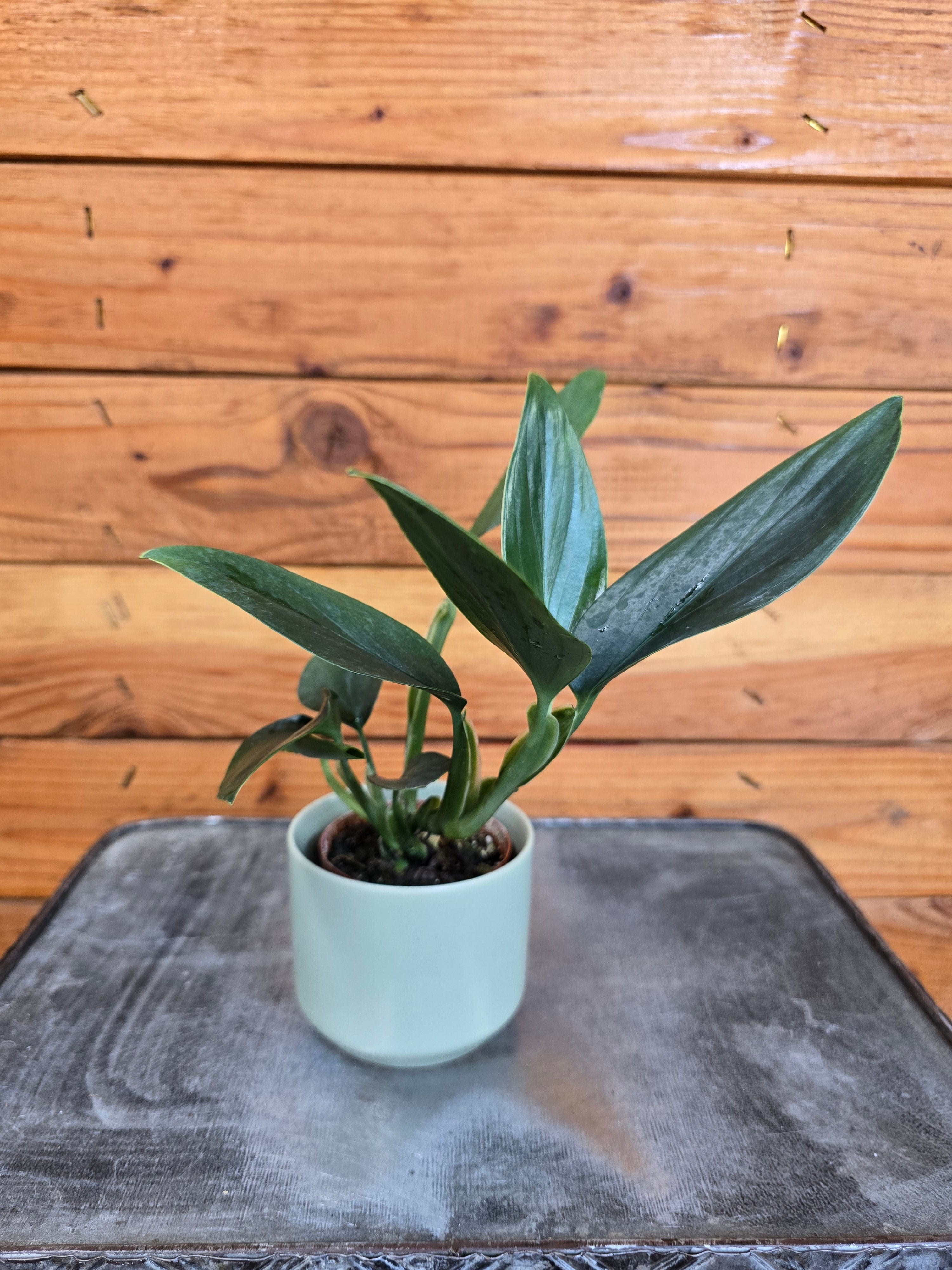 Philodendron Guttiferum, 2" Plant