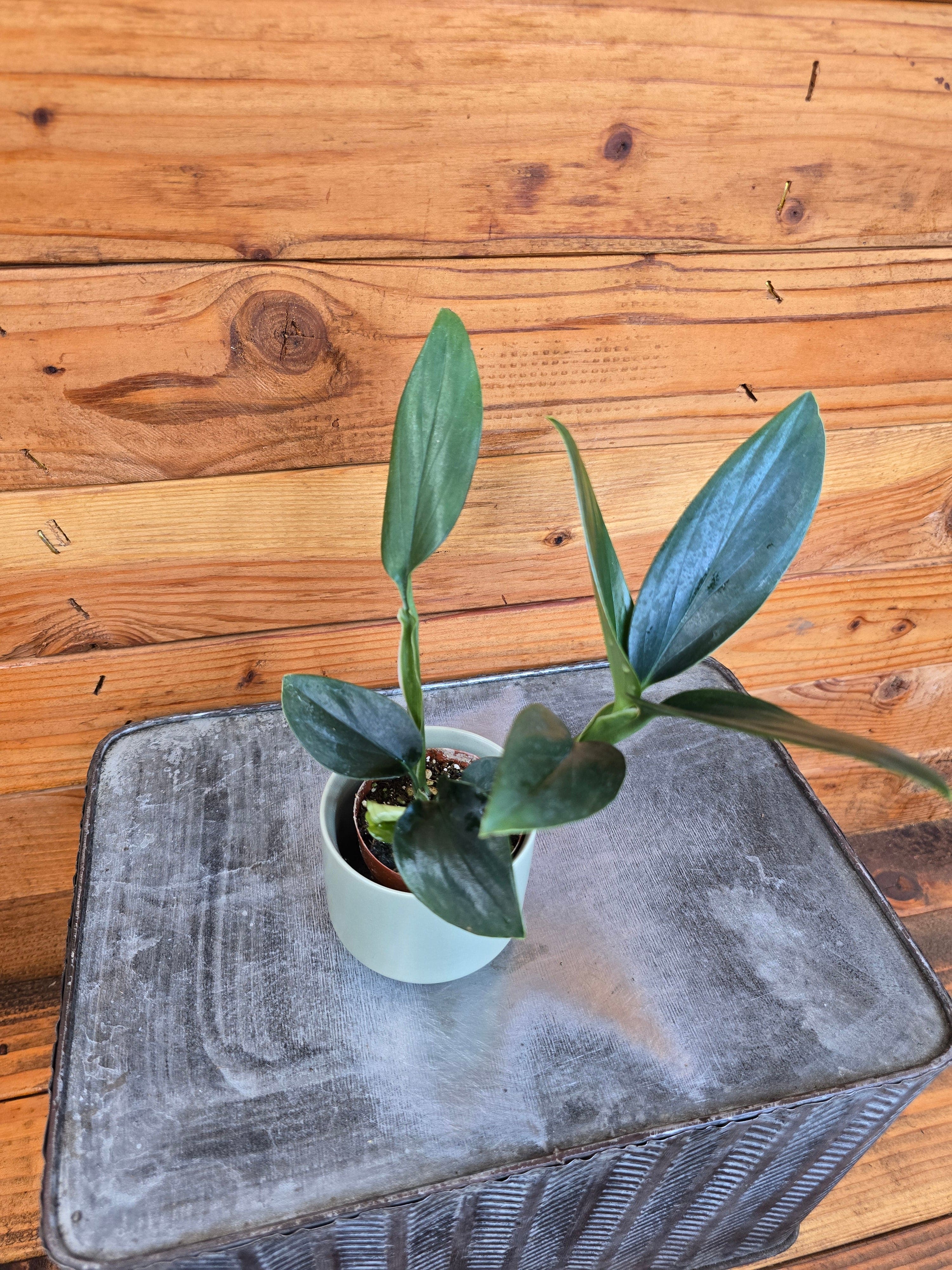 Philodendron Guttiferum, 2" Plant