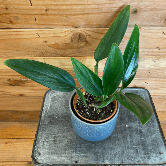 Philodendron Guttiferum, 4" Plant