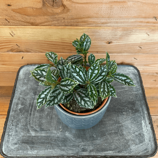 Pilea Cadierei Aluminium, 4" Plant