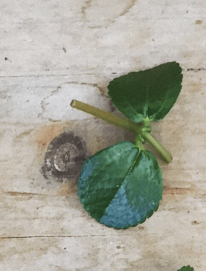 Pilea Espresso, Cutting x5