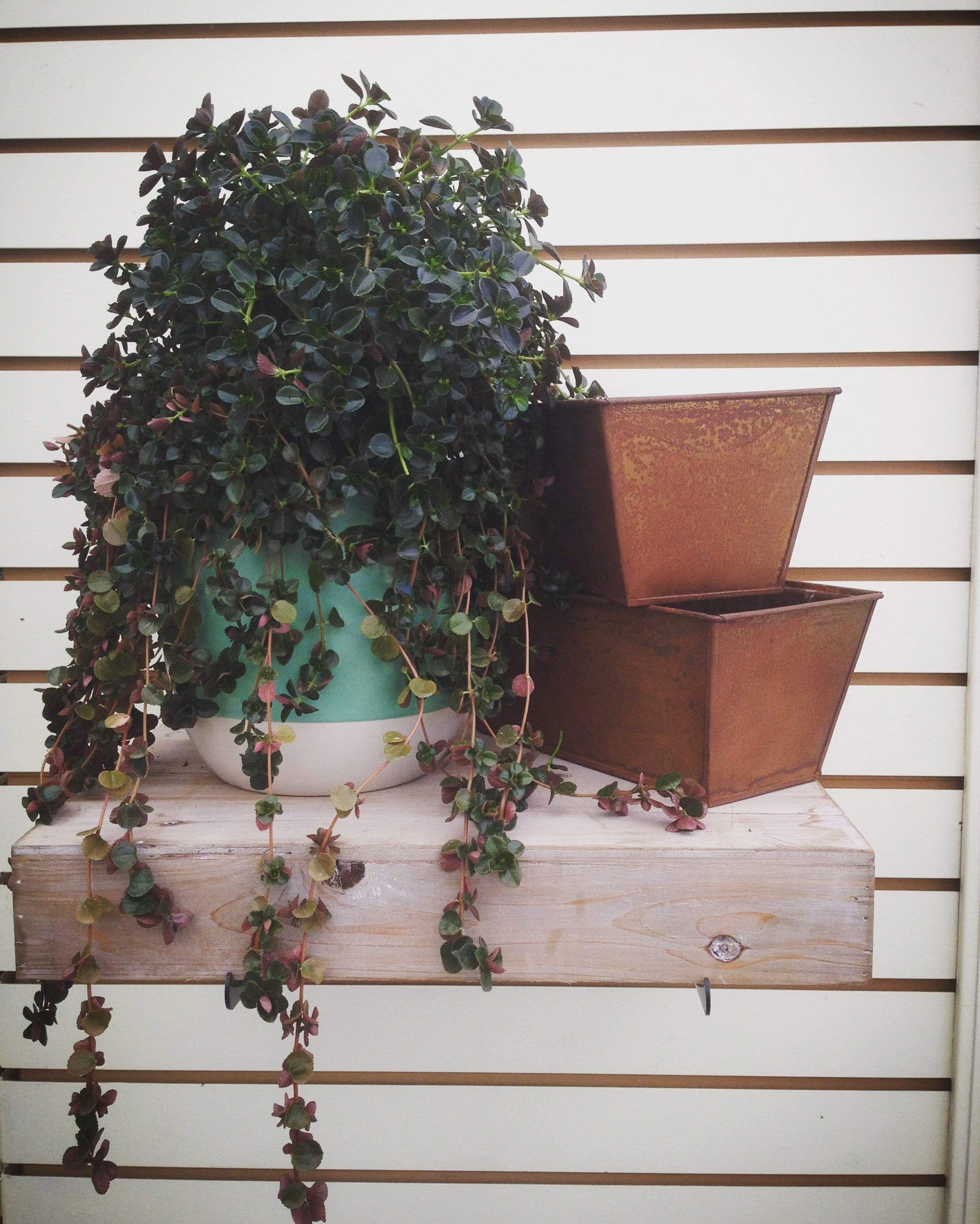 Pilea Espresso, Cutting x5