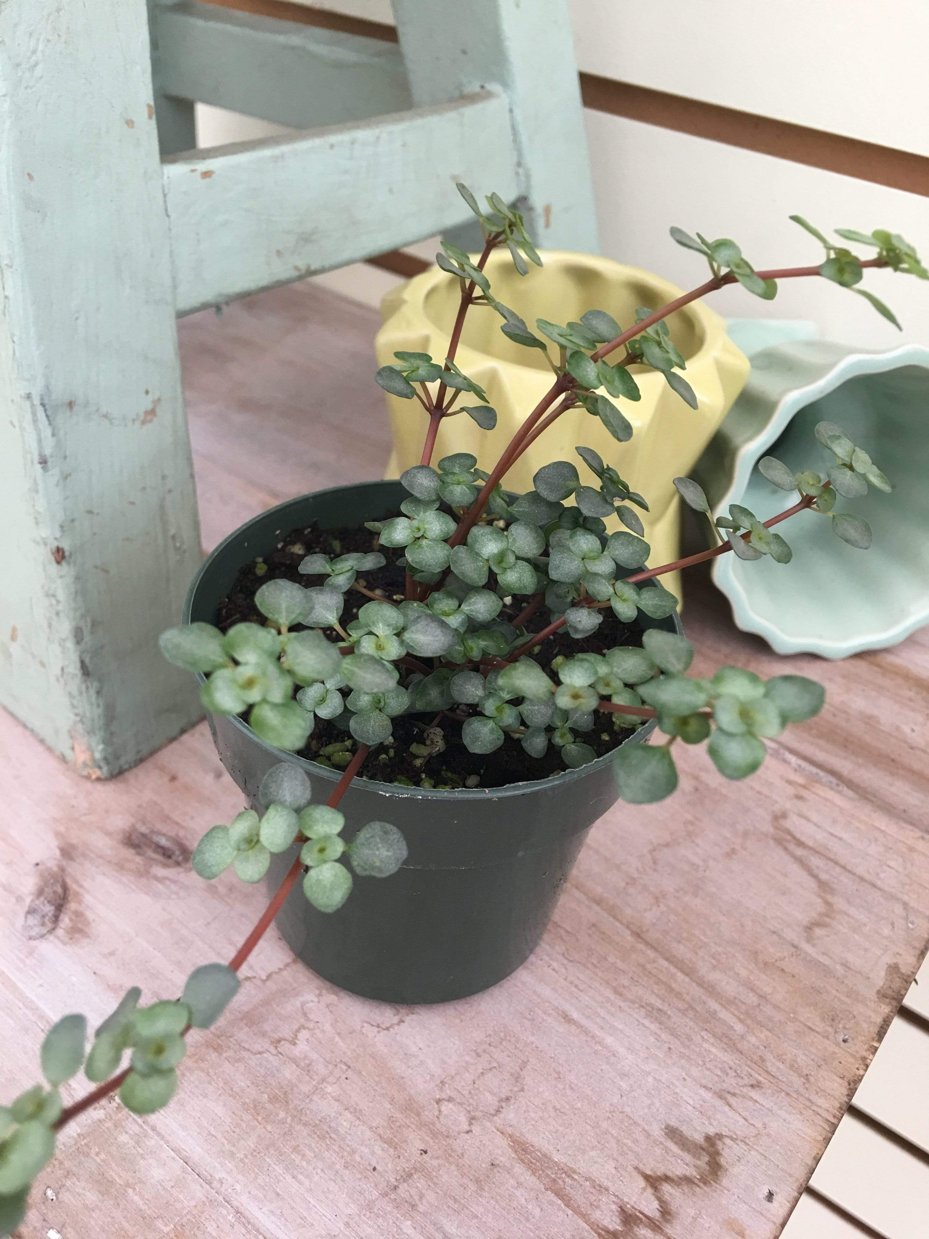 Pilea Silver Baby Tears, 2" Plant
