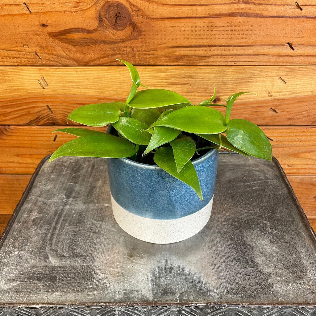 Planifolia Vanilla Orchid, 4" Plant