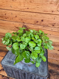 Plectranthus Australis Wax Swedish Ivy, 6" Plant
