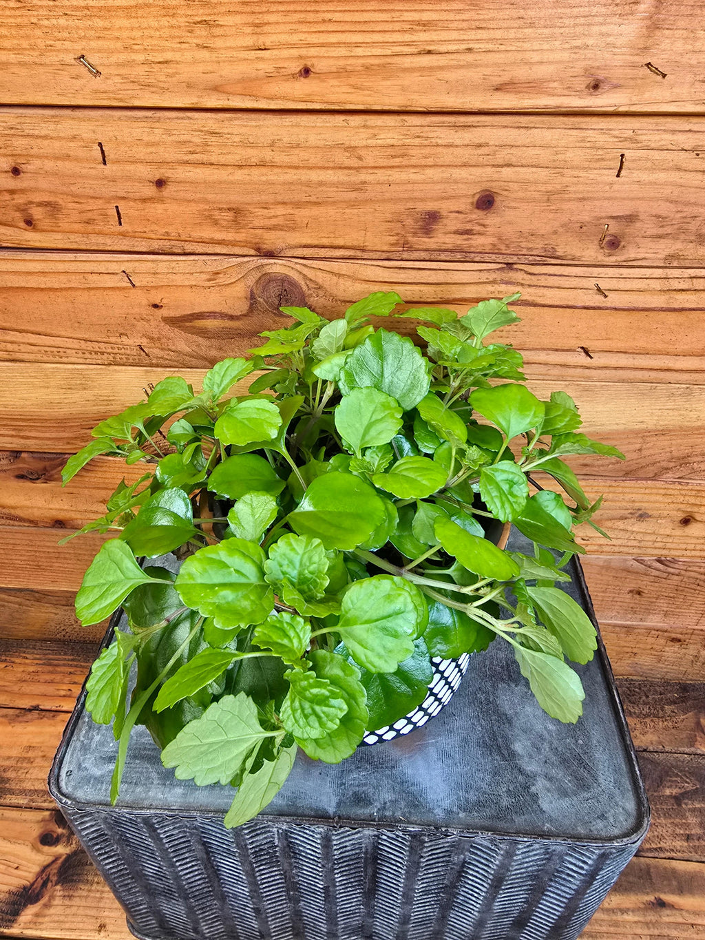 Plectranthus Australis Wax Swedish Ivy, 6" Plant