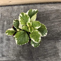 Plectranthus Swedish Ivy Mint, 2" Plant
